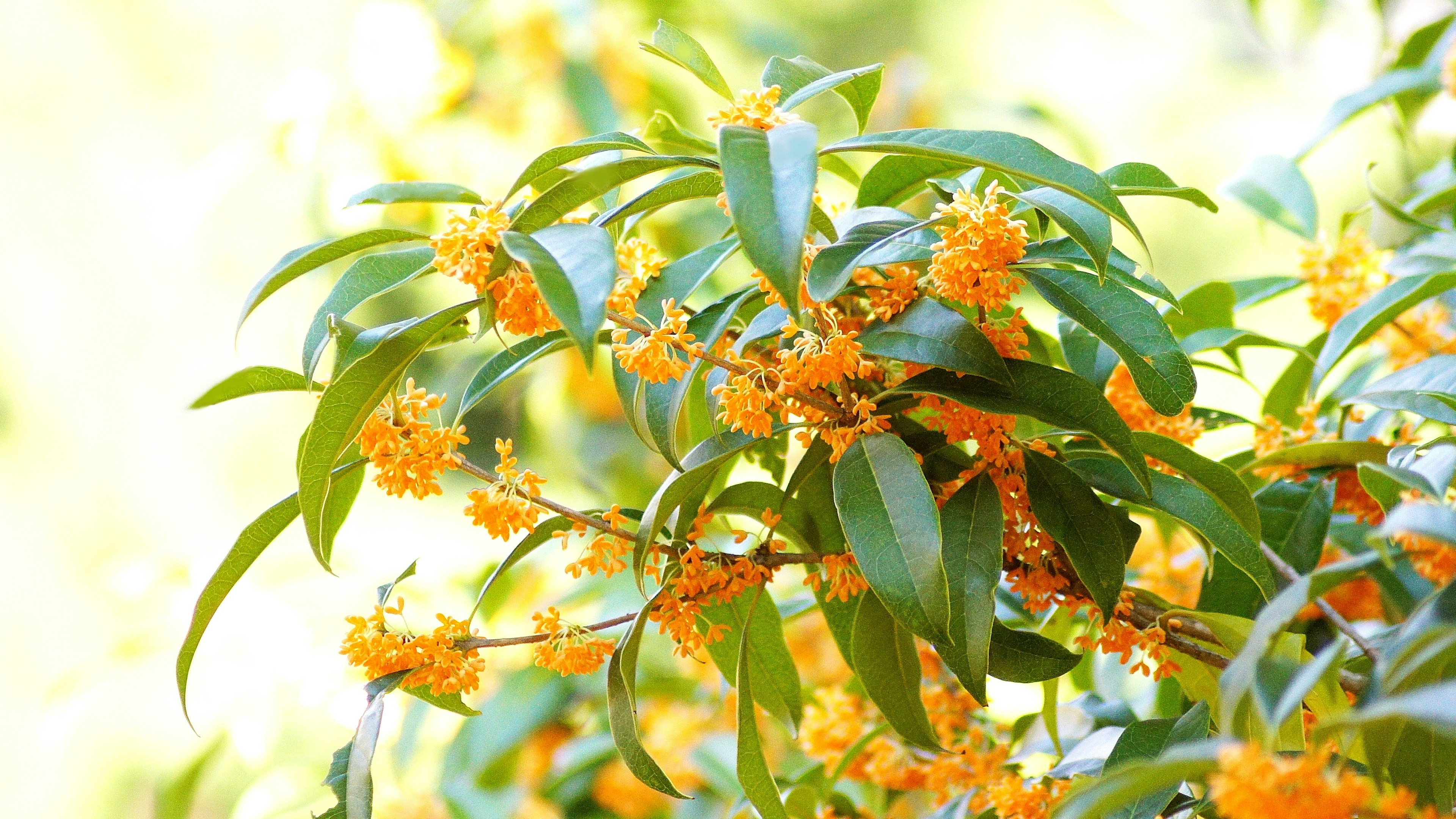 Cabang osmanthus berbunga dengan bunga oranye