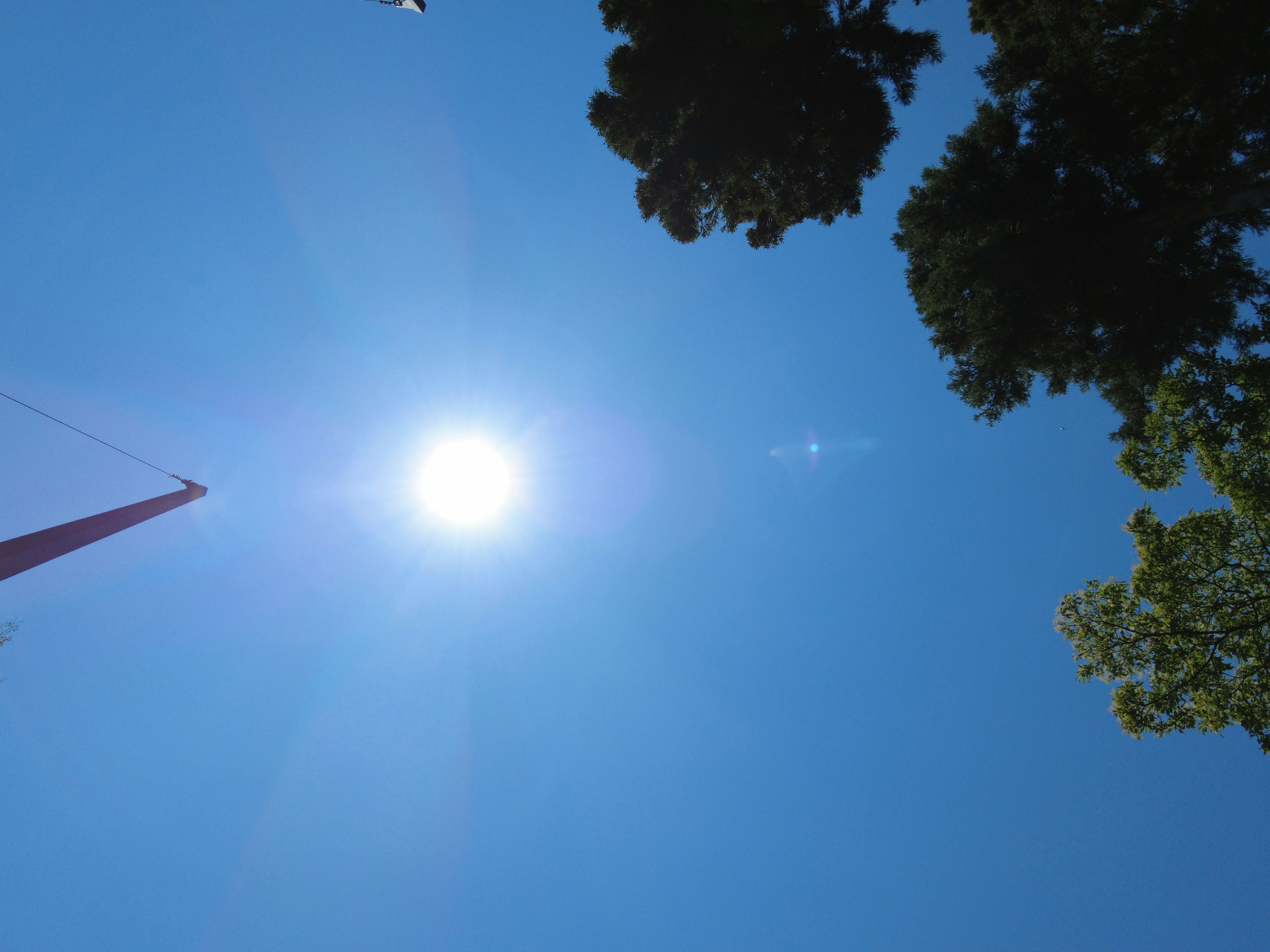 青空と太陽を見上げる視点の画像で木々が周囲にある