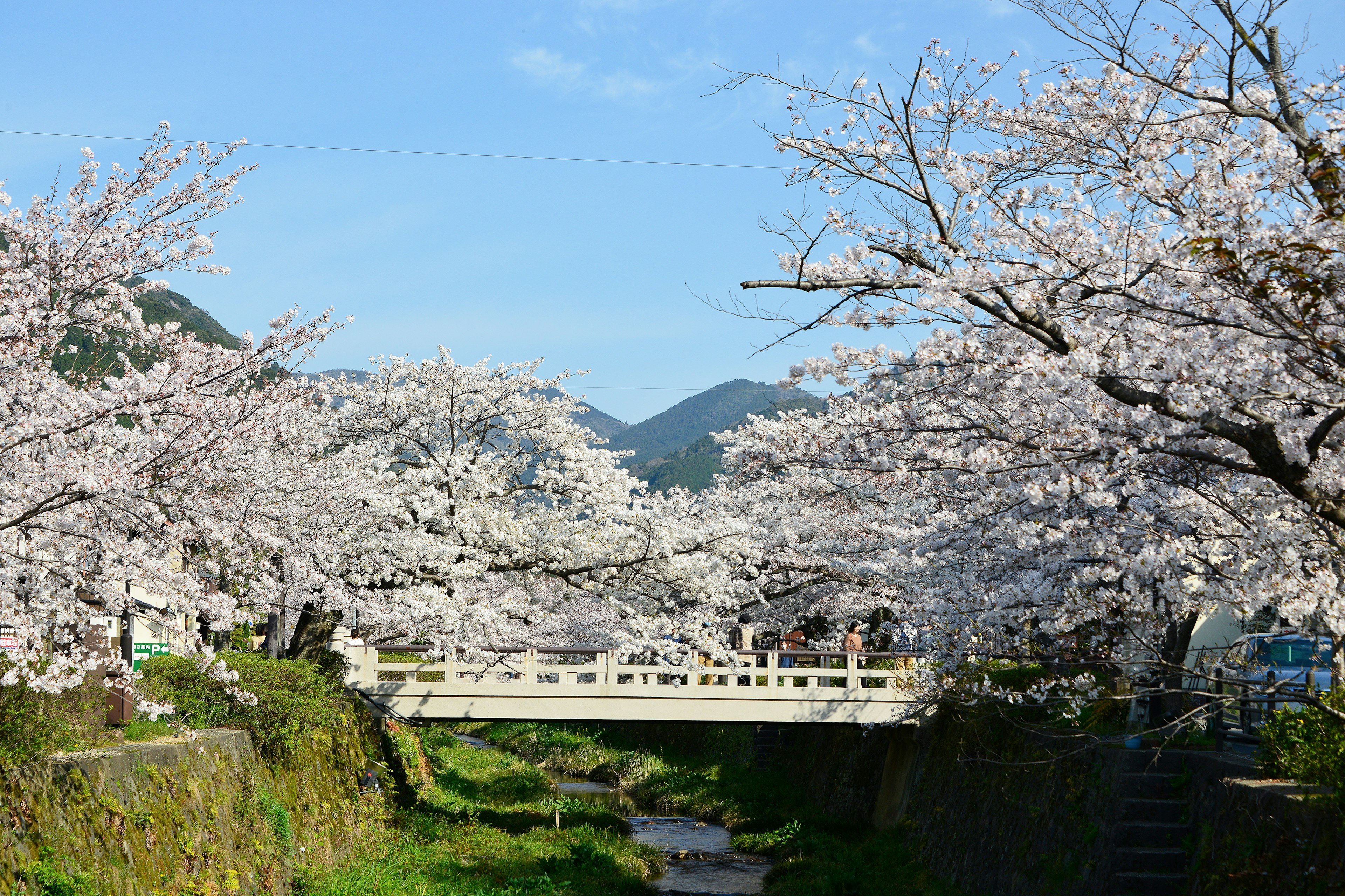 Jembatan putih dikelilingi oleh pohon sakura yang sedang mekar