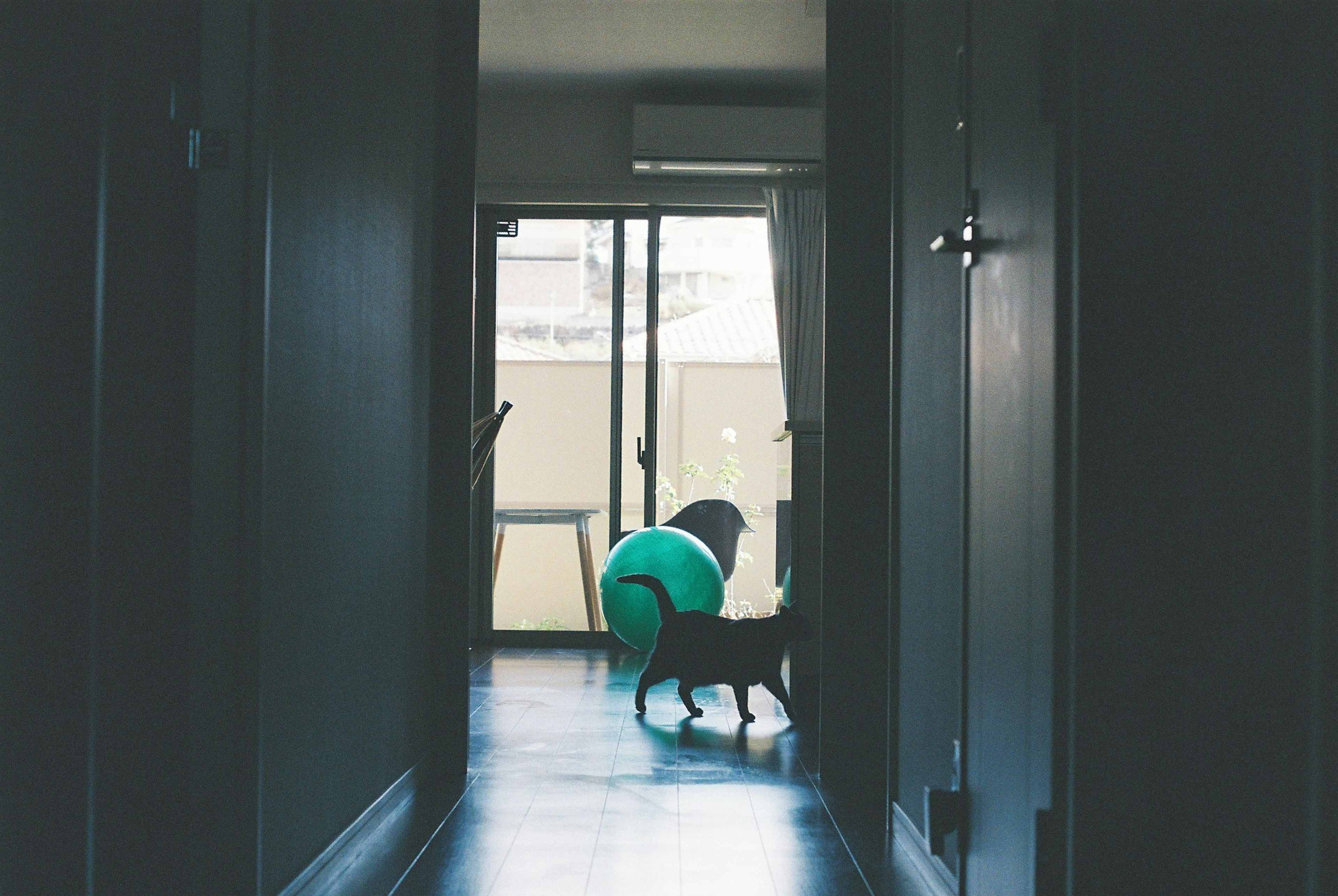 Dog walking in a dark hallway with a green ball