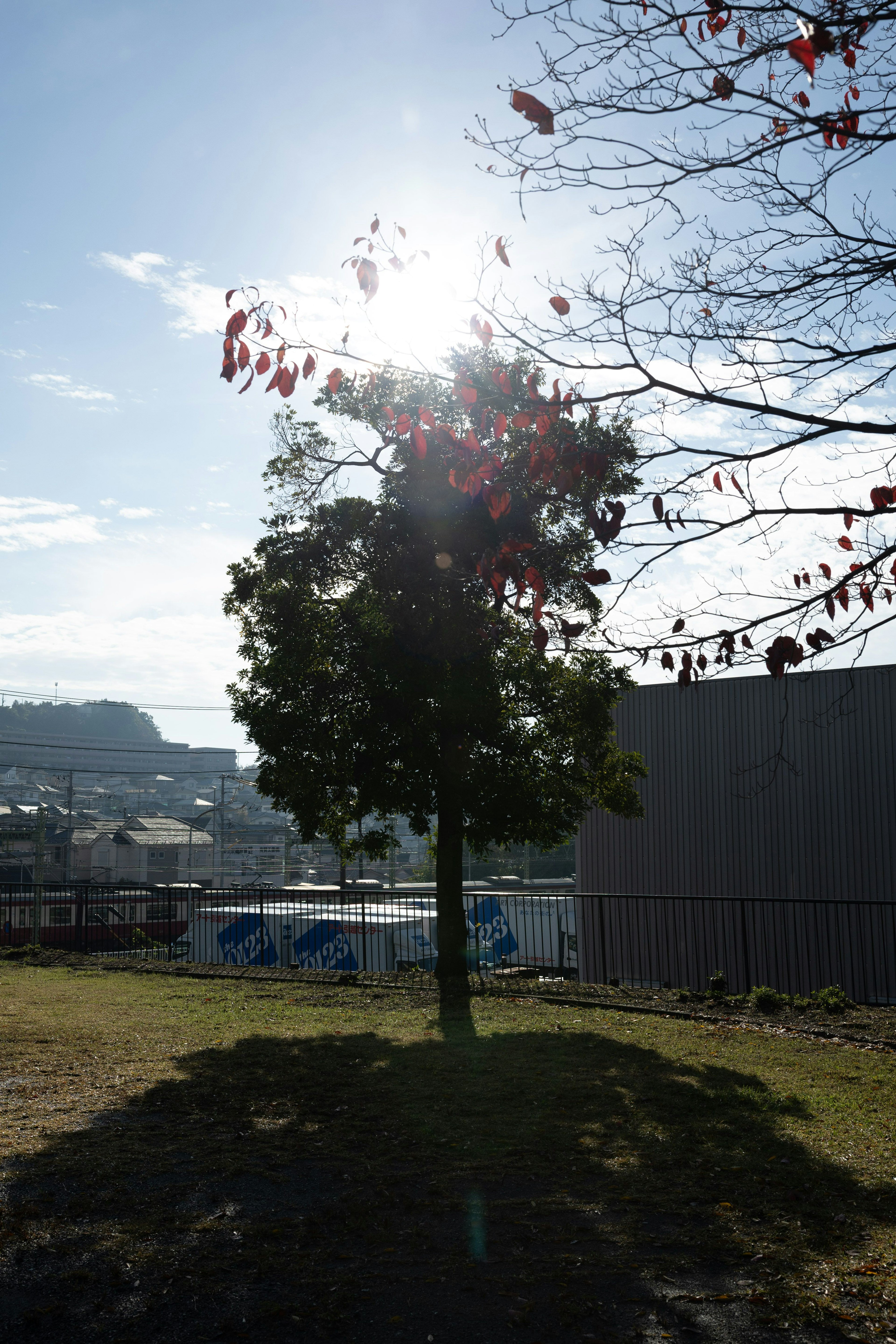 Baum, der von Sonnenlicht beleuchtet wird und einen Schatten wirft