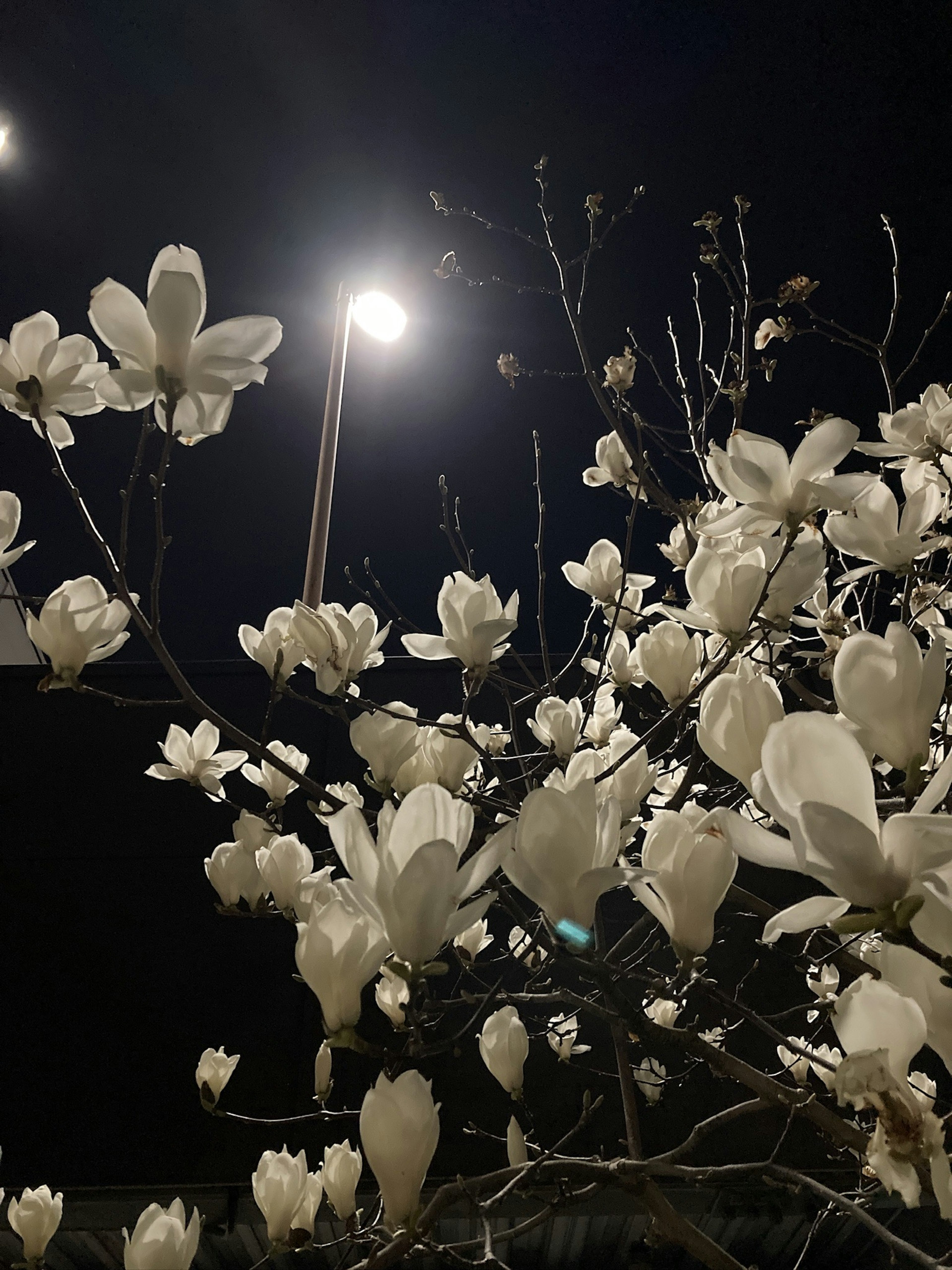 Baumzweige mit weißen Blumen, die nachts von einer Straßenlaterne beleuchtet werden