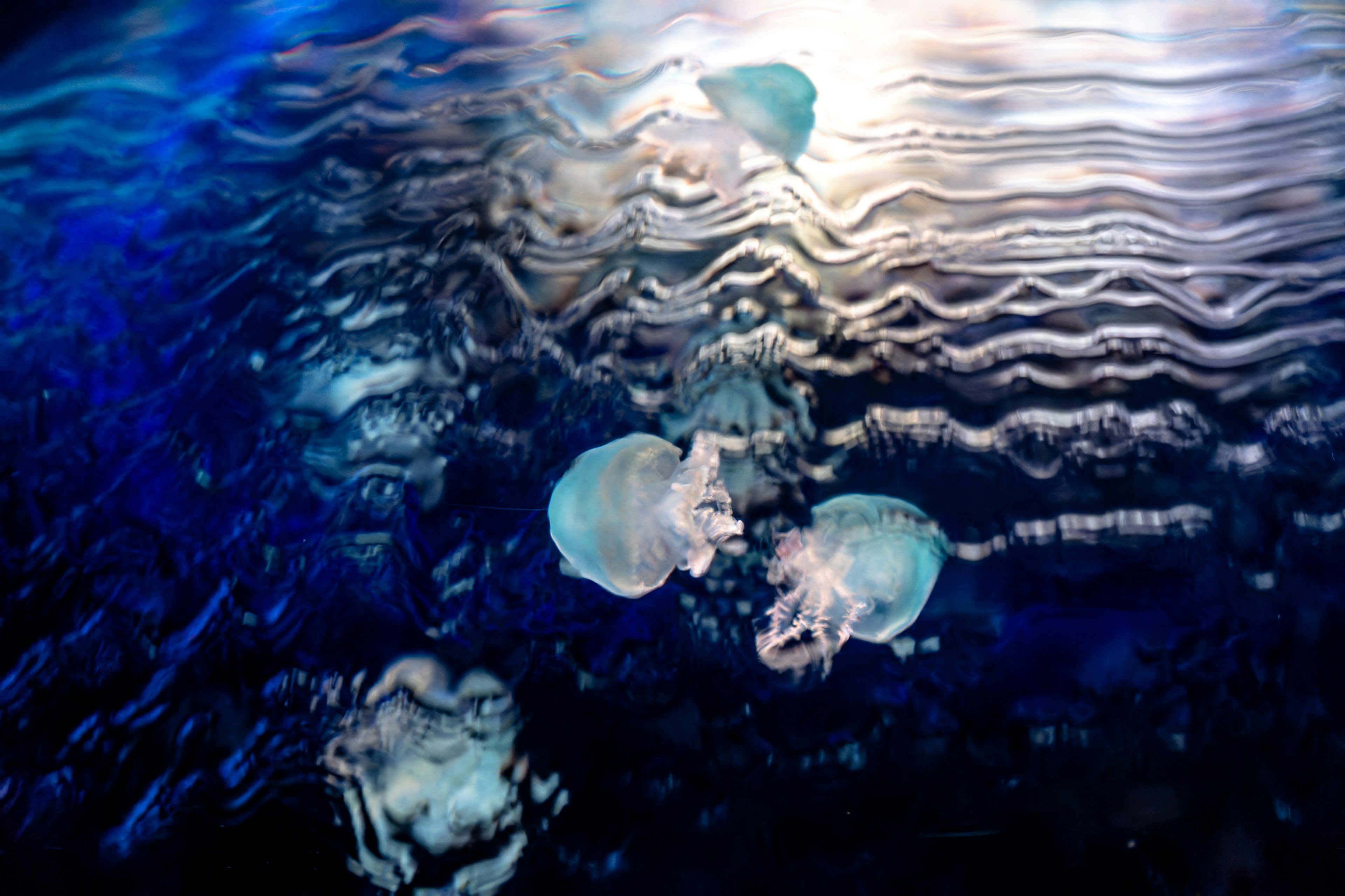 A mesmerizing scene of jellyfish drifting in blue water