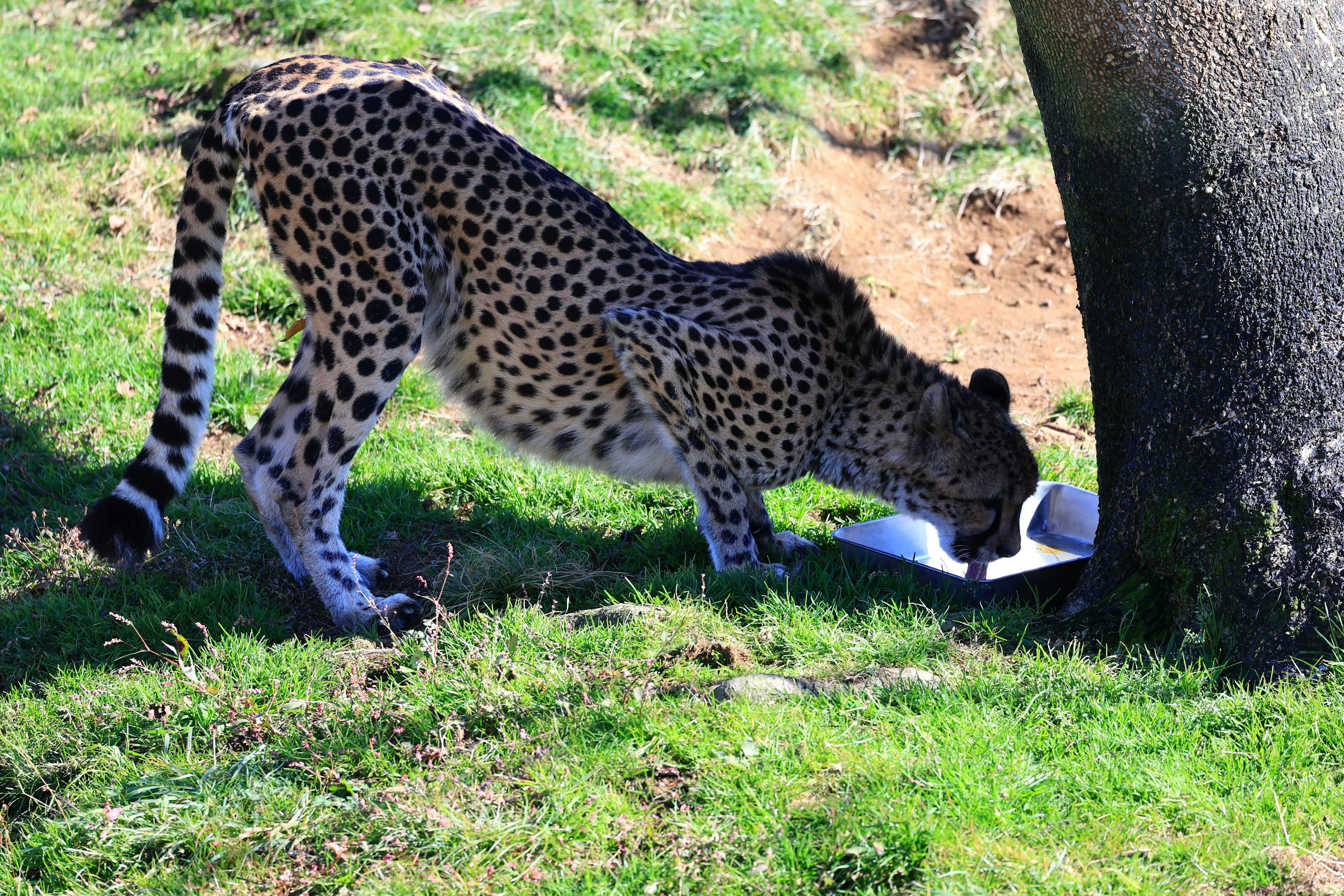 Ein Leopard, der sich zum Trinken aus einer Schüssel neben einem Baum auf grünem Gras duckt