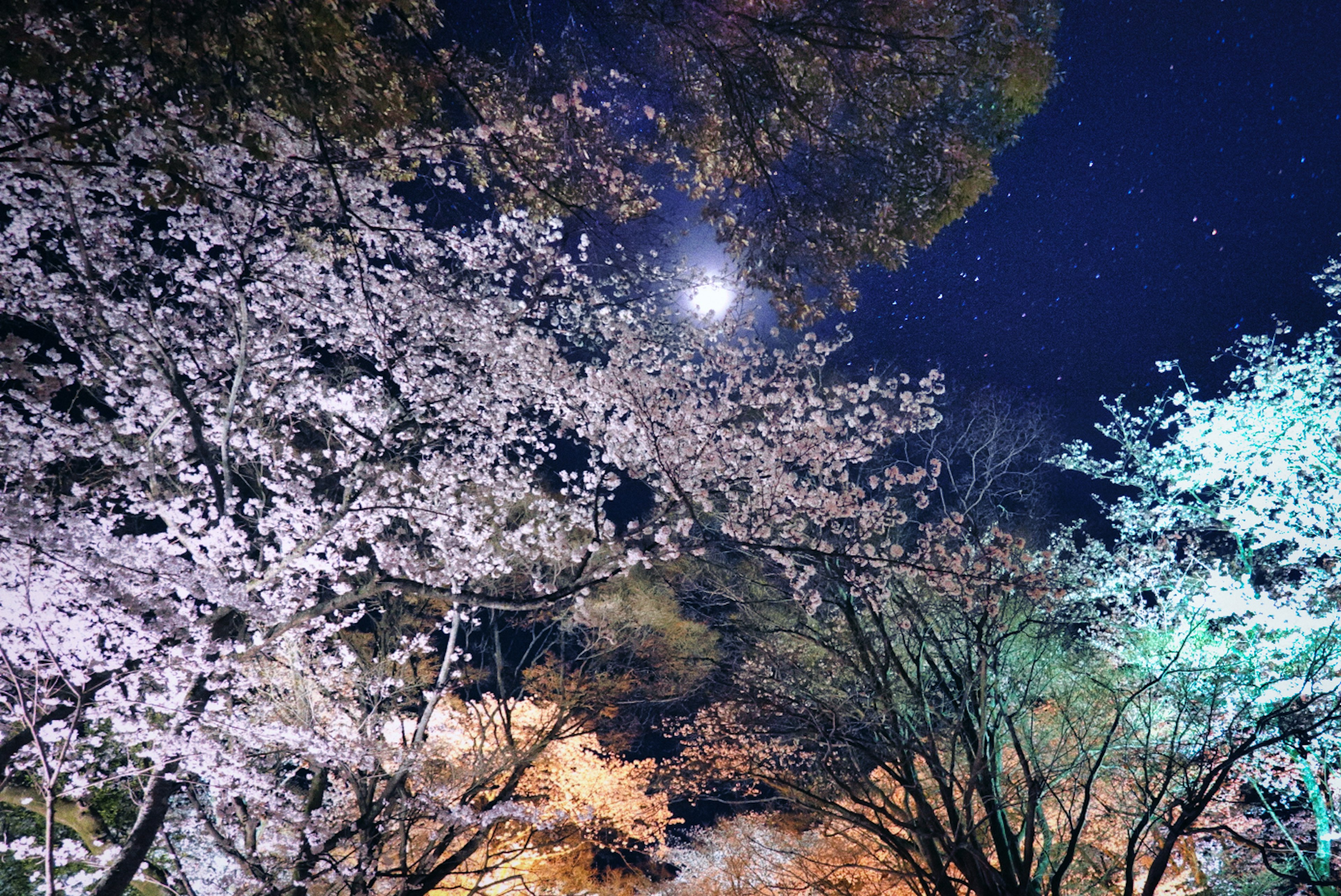 夜空に映える桜の花と月明かりの美しい風景