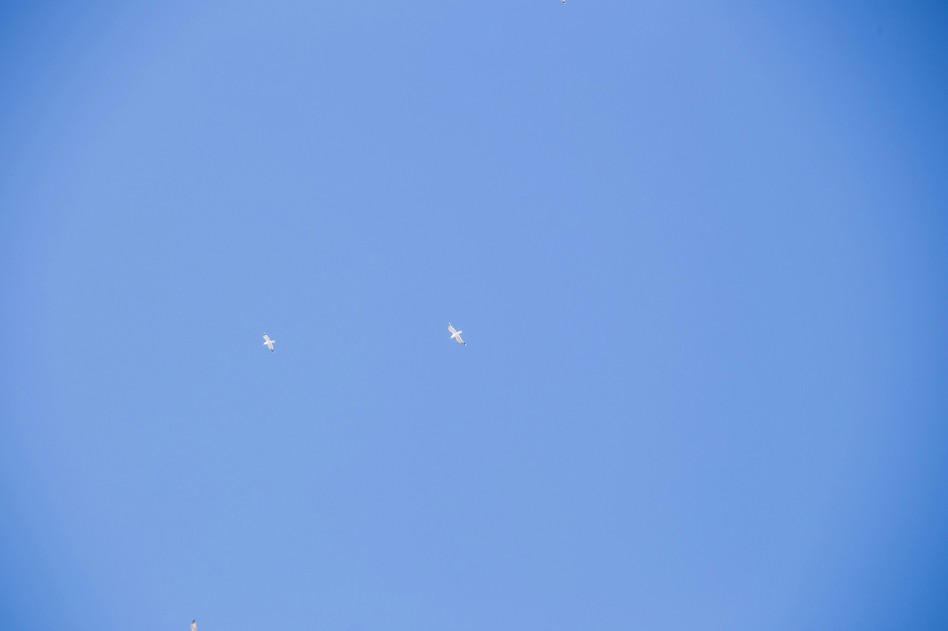 Two white objects floating in a blue sky