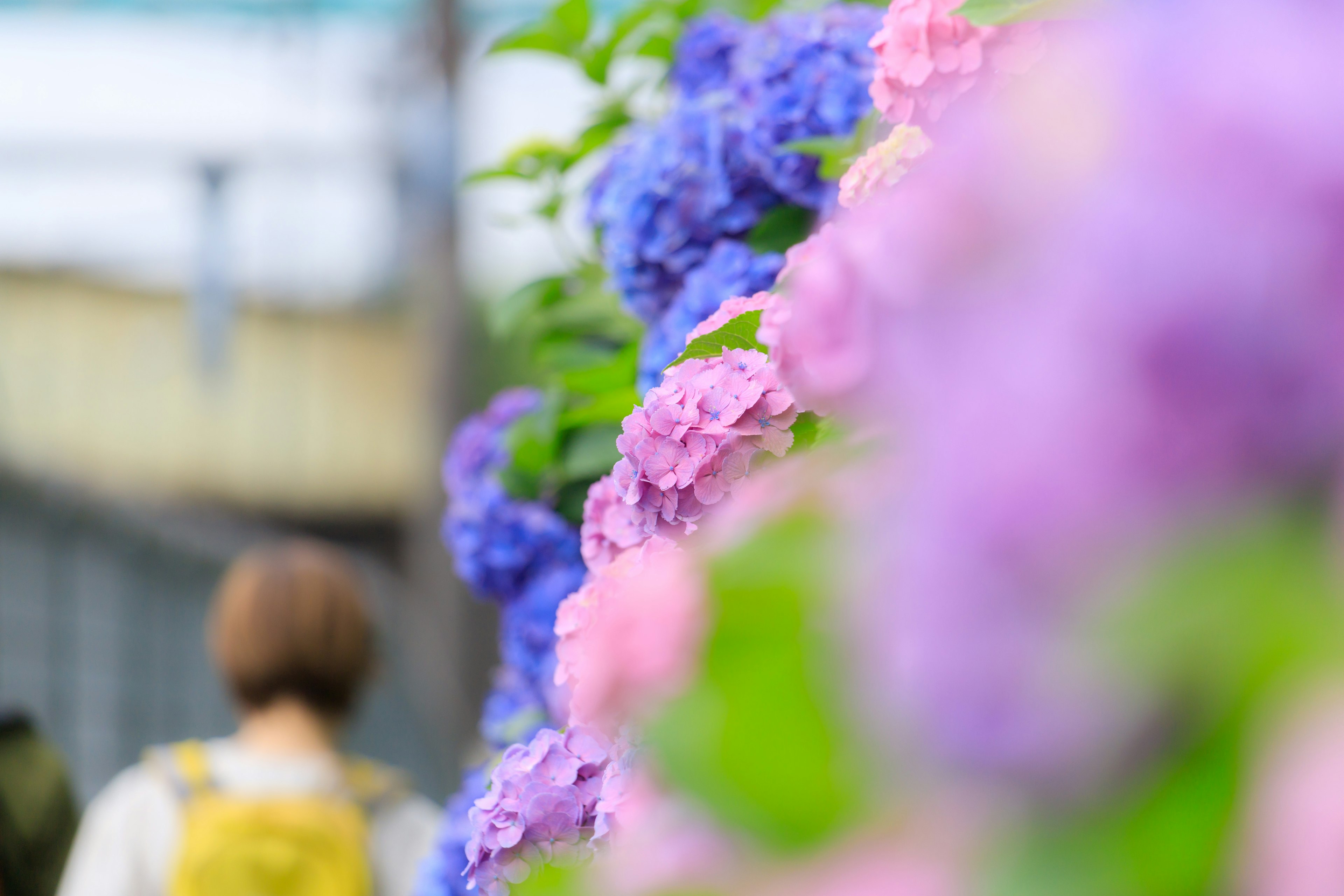 Colorful hydrangea flowers blooming with a figure in the background