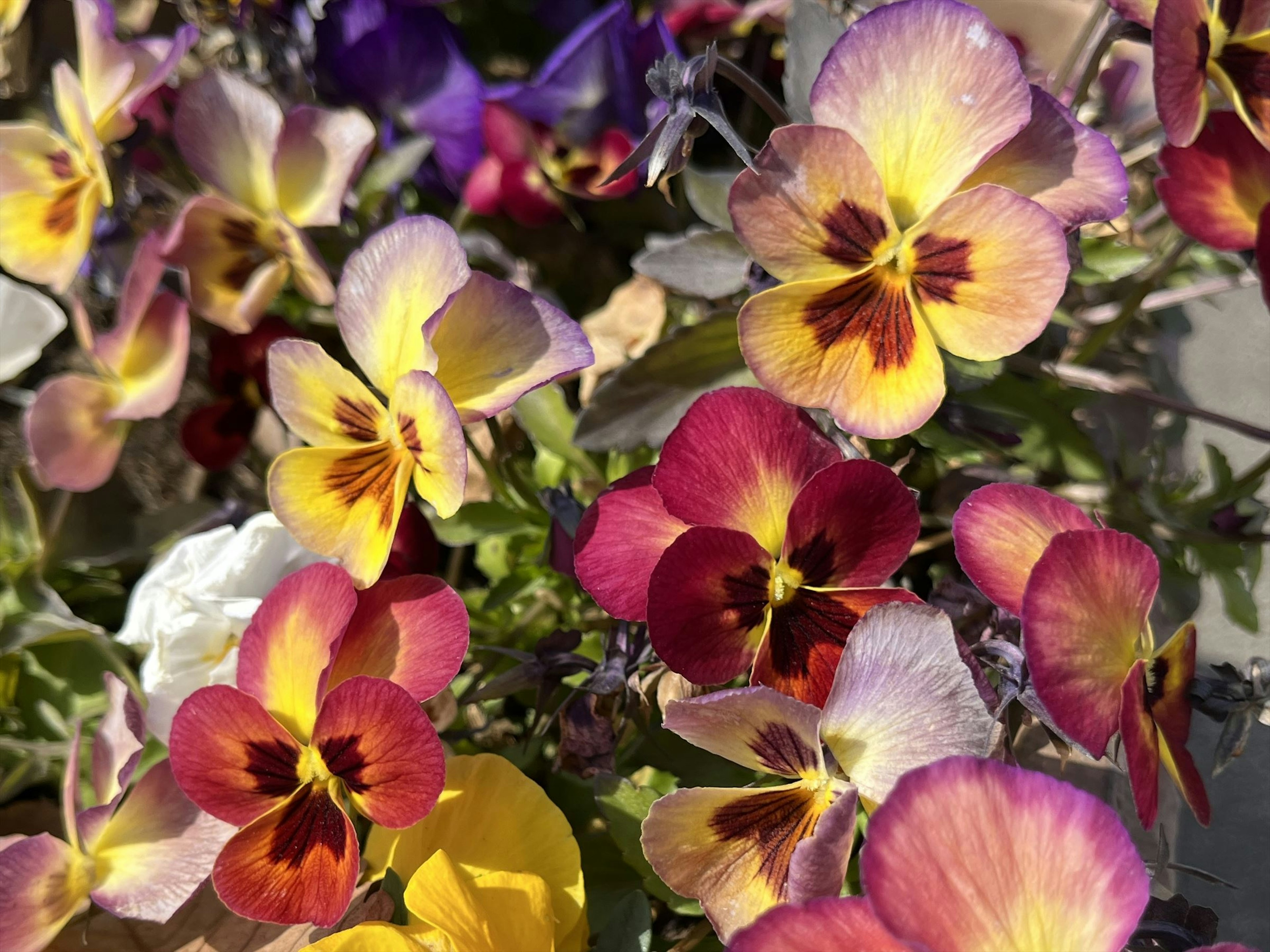 Fleurs de pensées colorées en pleine floraison