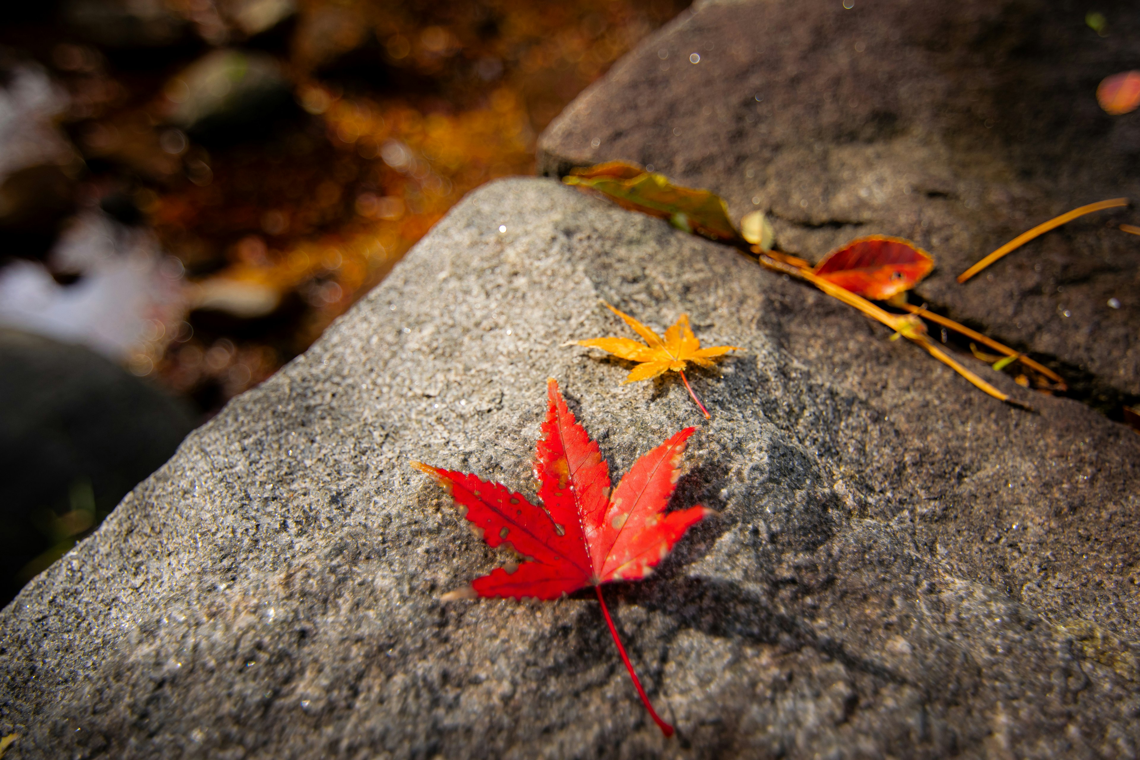 Rote Ahornblätter und gelbe Blätter auf einem Stein in einer Herbstszene