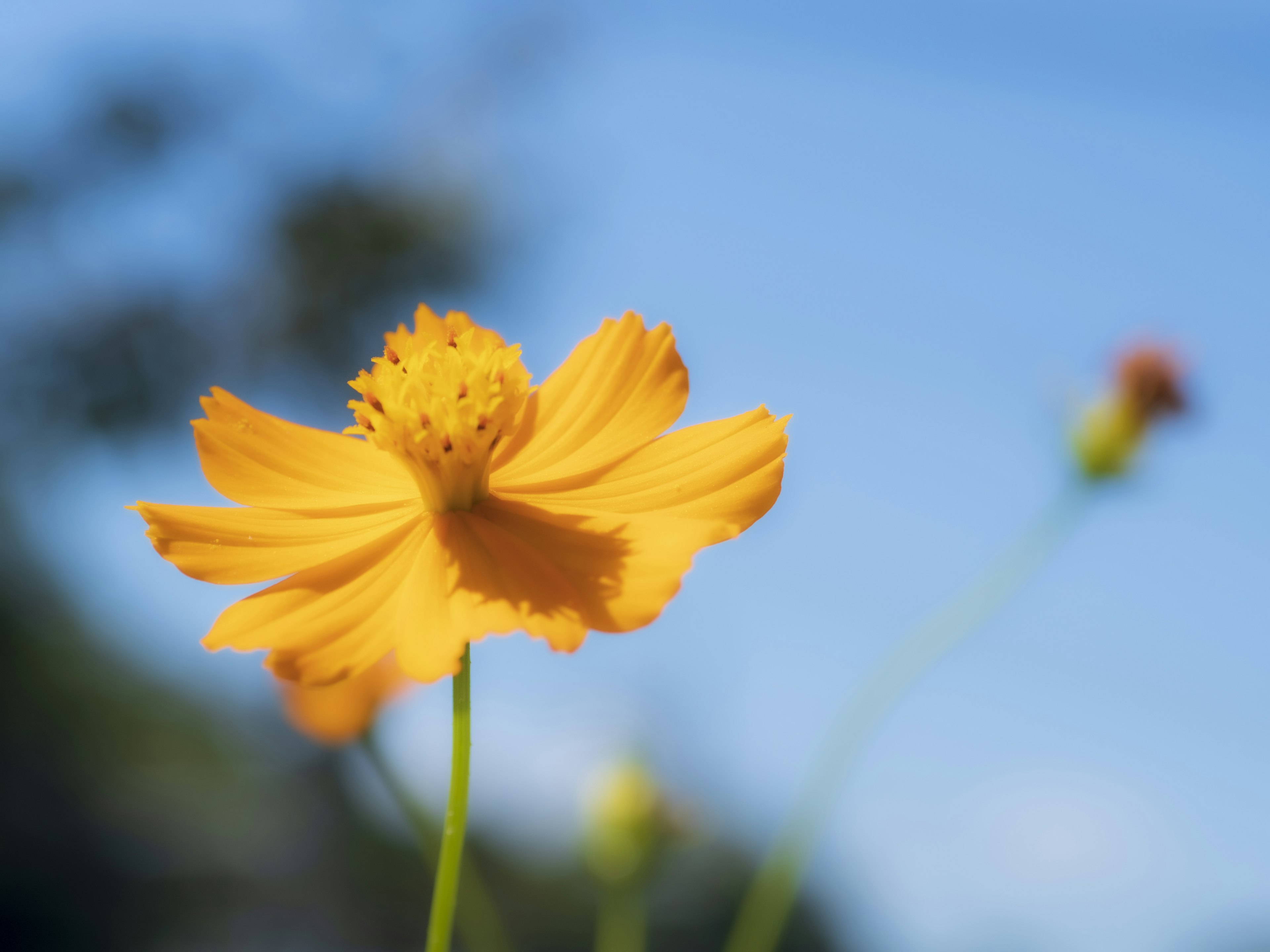 Bright yellow flower against a blue sky background