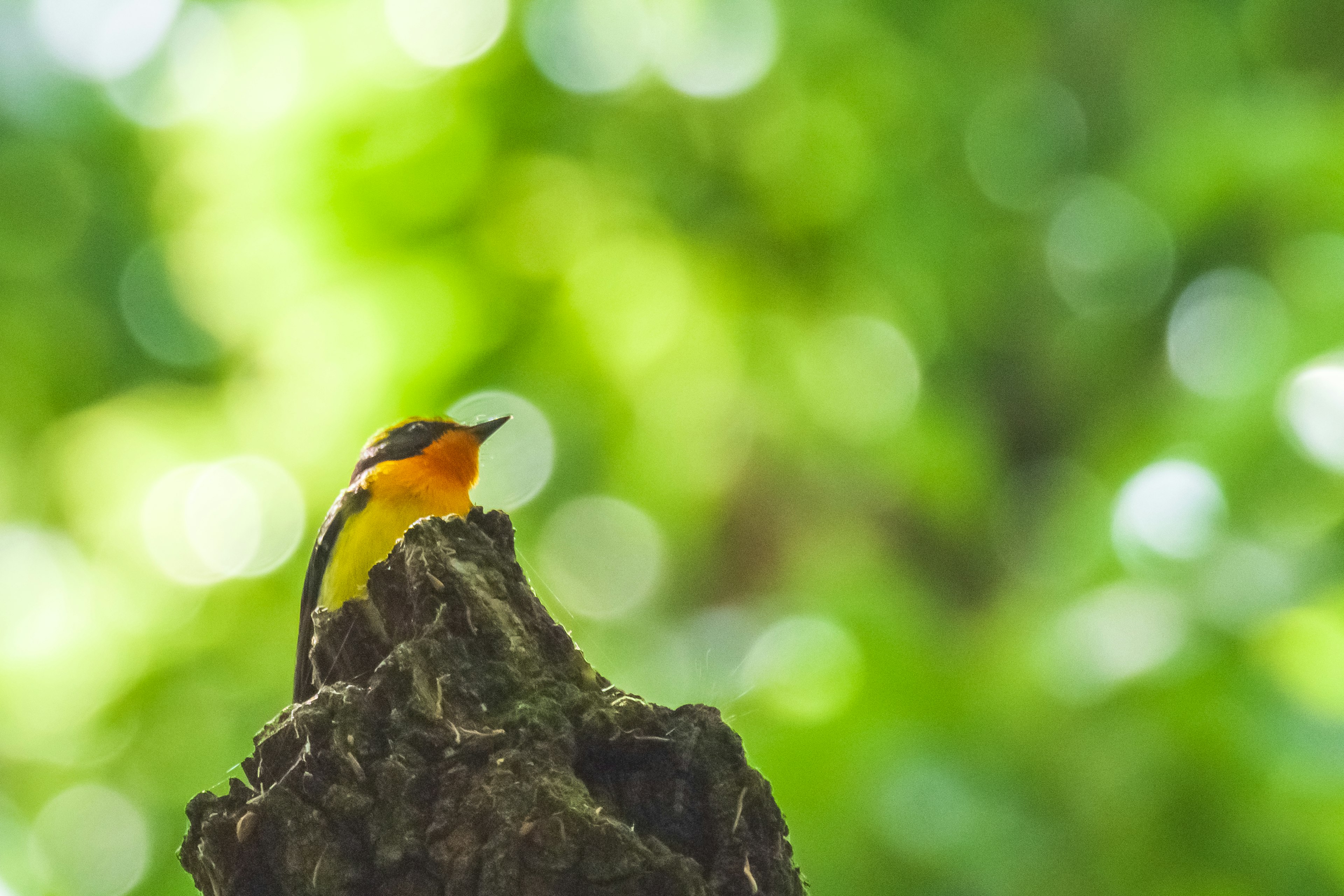 Primer plano de un pájaro naranja posado en un tocón de árbol con fondo verde