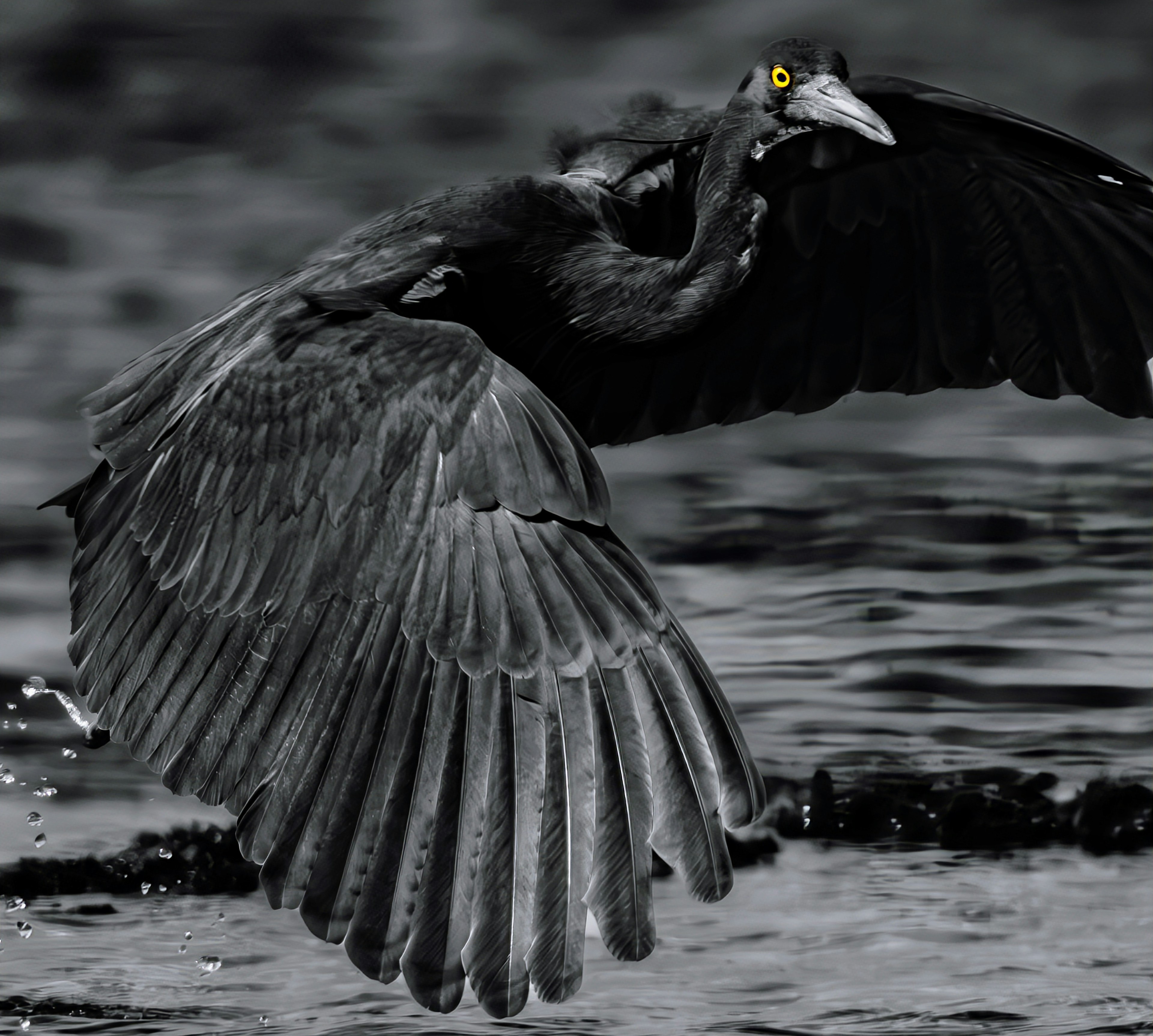 A bird with black wings taking off from the water surface