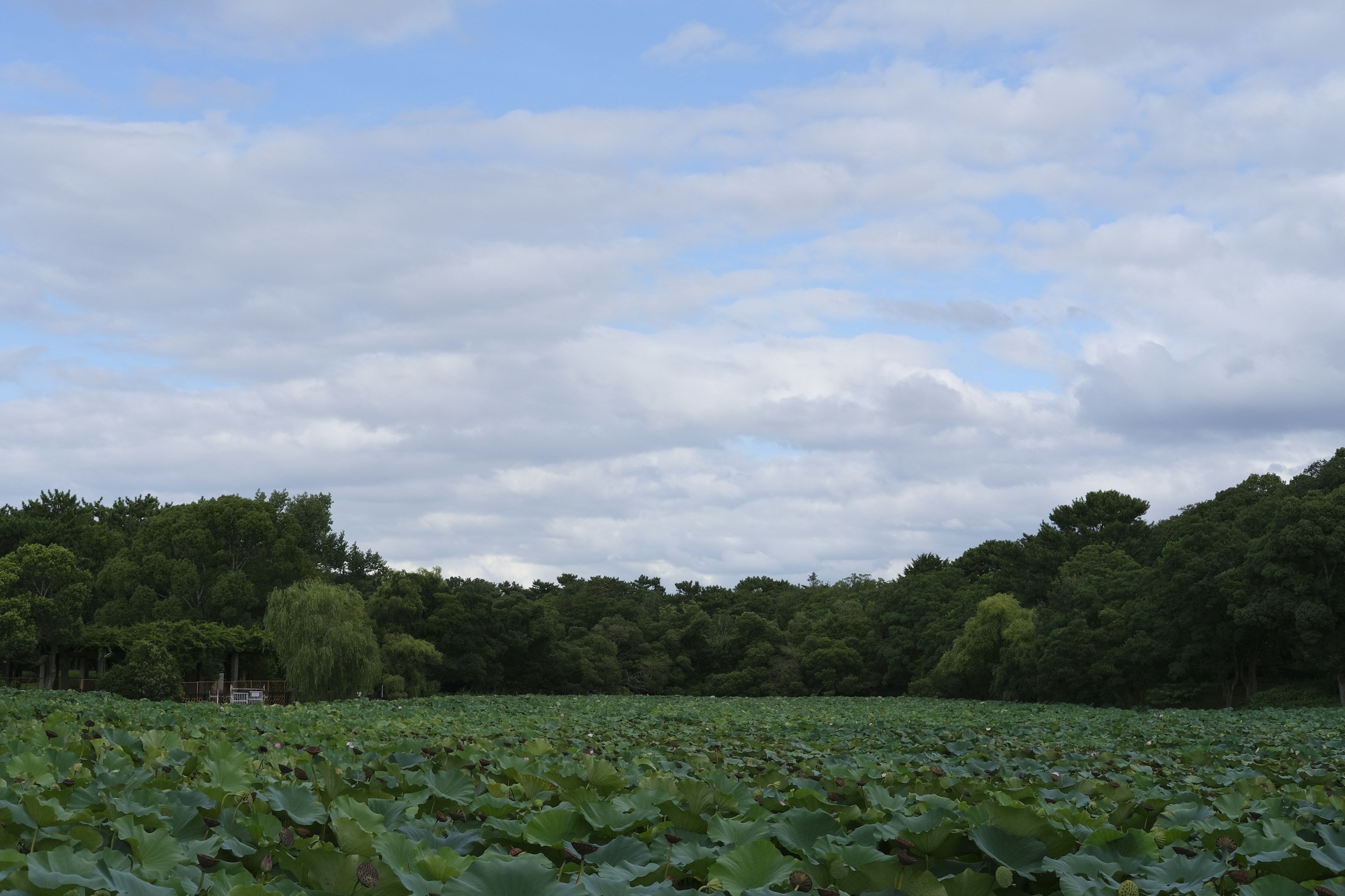 Vue expansive de feuilles de lotus sous un ciel bleu