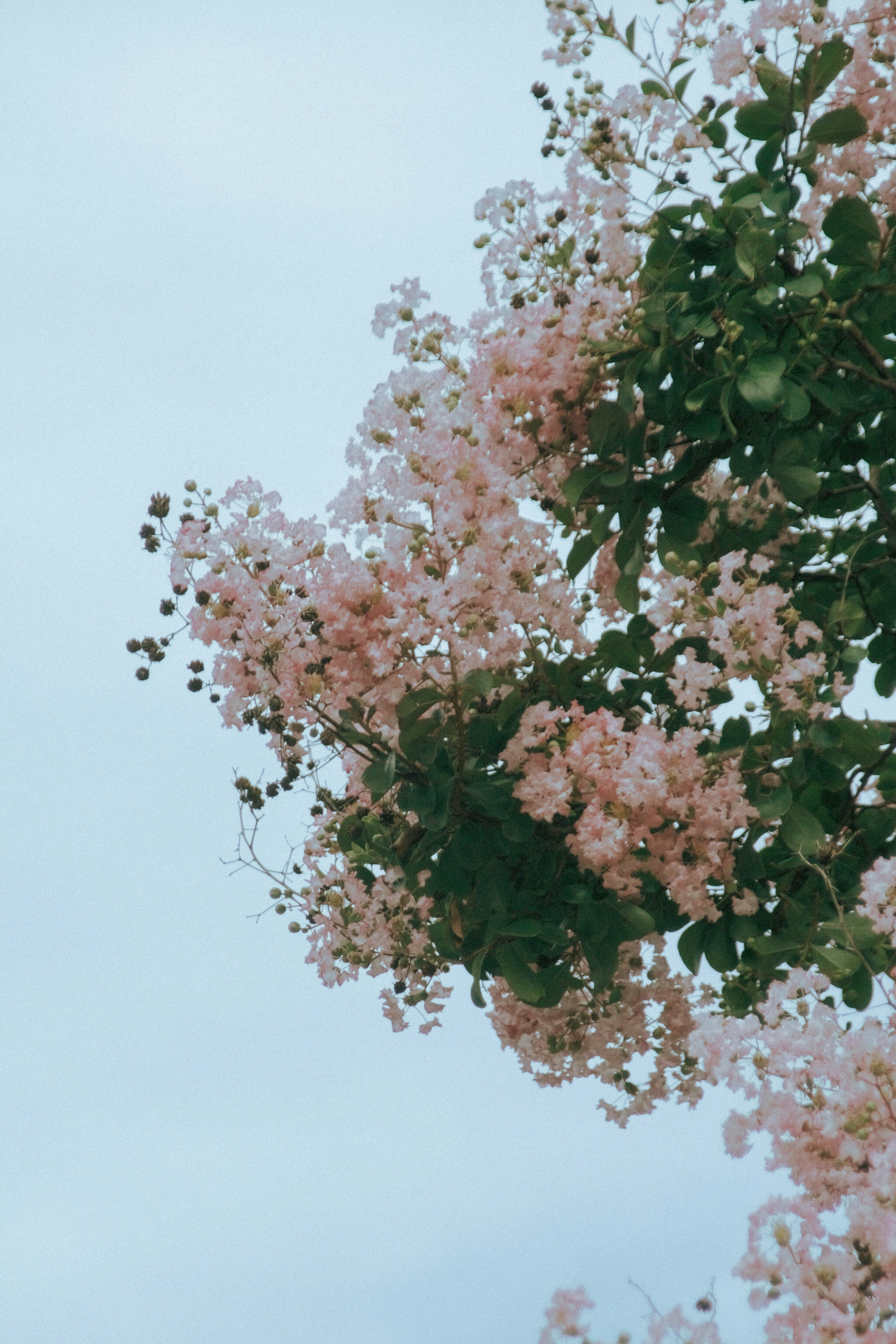 Rosa Blumen und grüne Blätter vor einem hellblauen Himmel