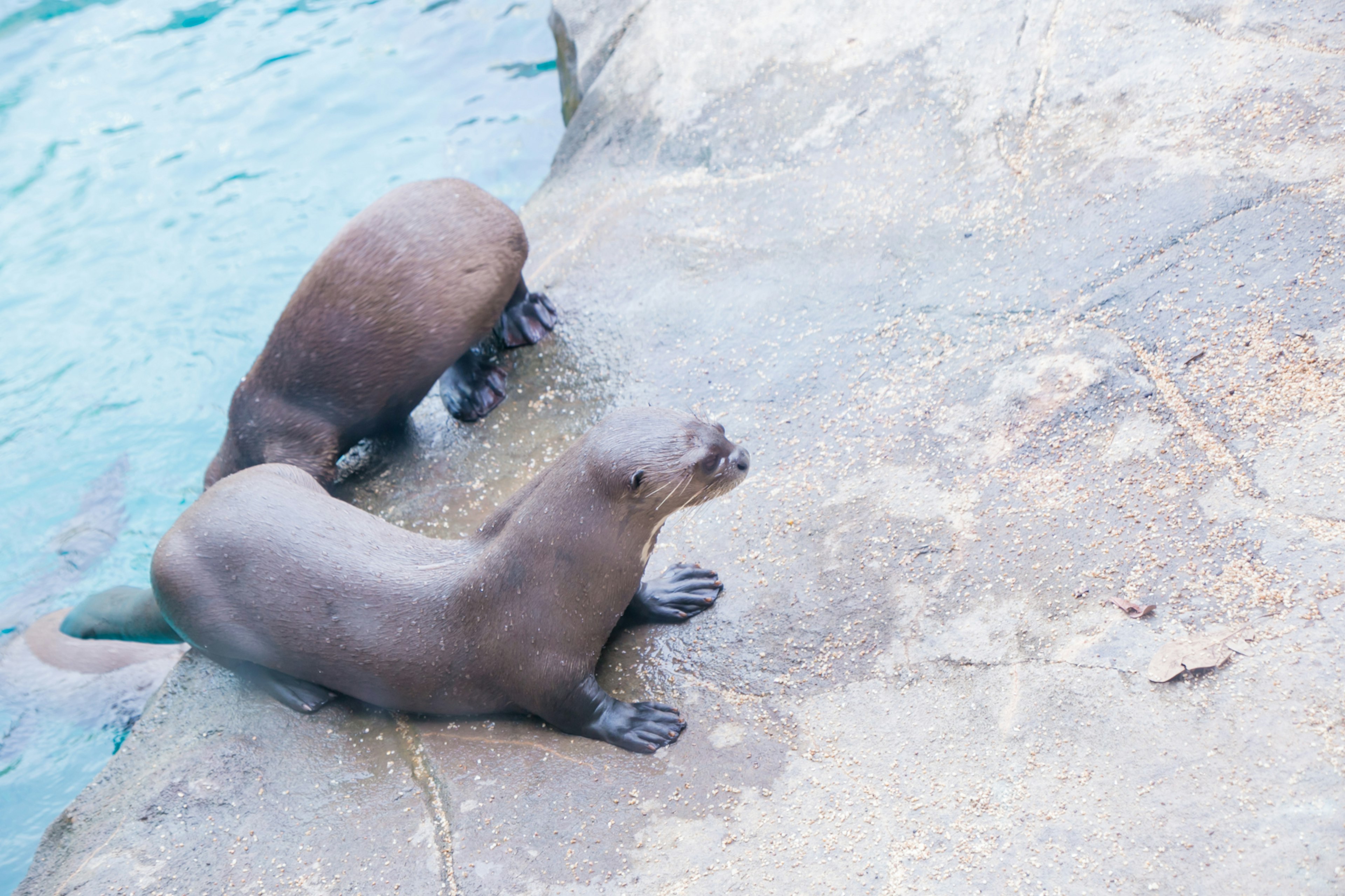 Zwei Seelöwen, die sich auf einem felsigen Ufer neben dem Wasser ausruhen