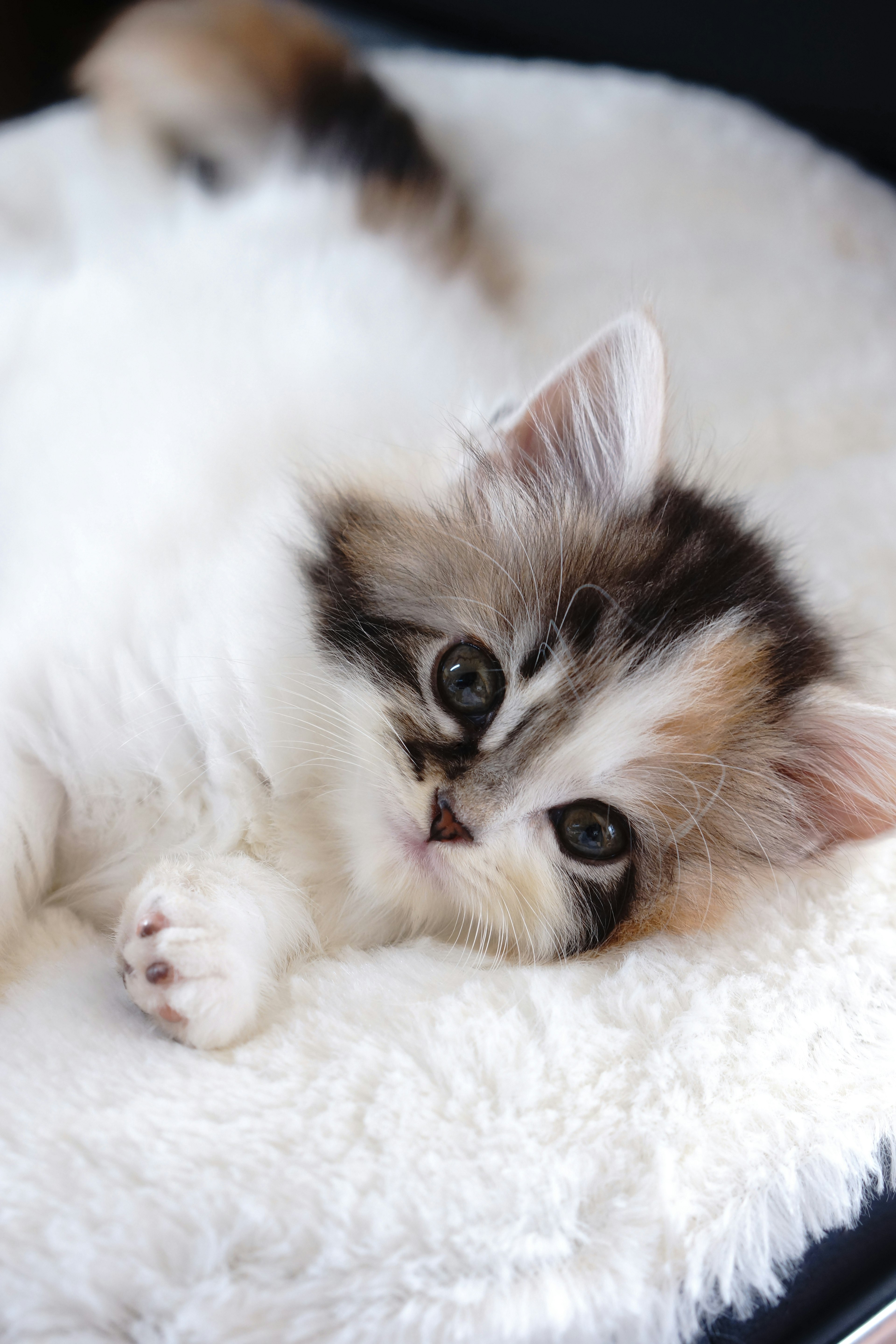 Un petit chat fluffy allongé sur un coussin doux