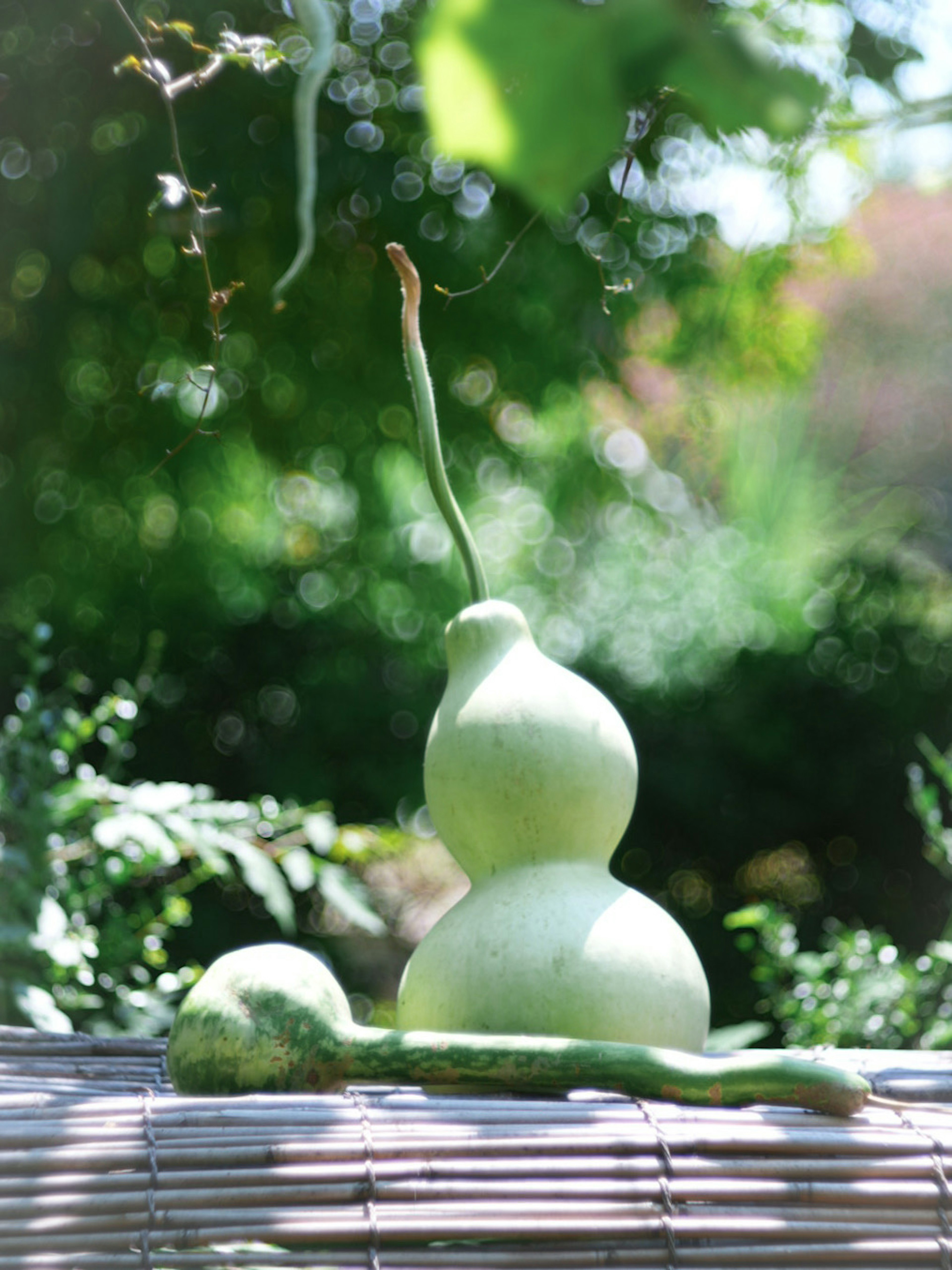 Image of two green gourds arranged with a blurred natural background