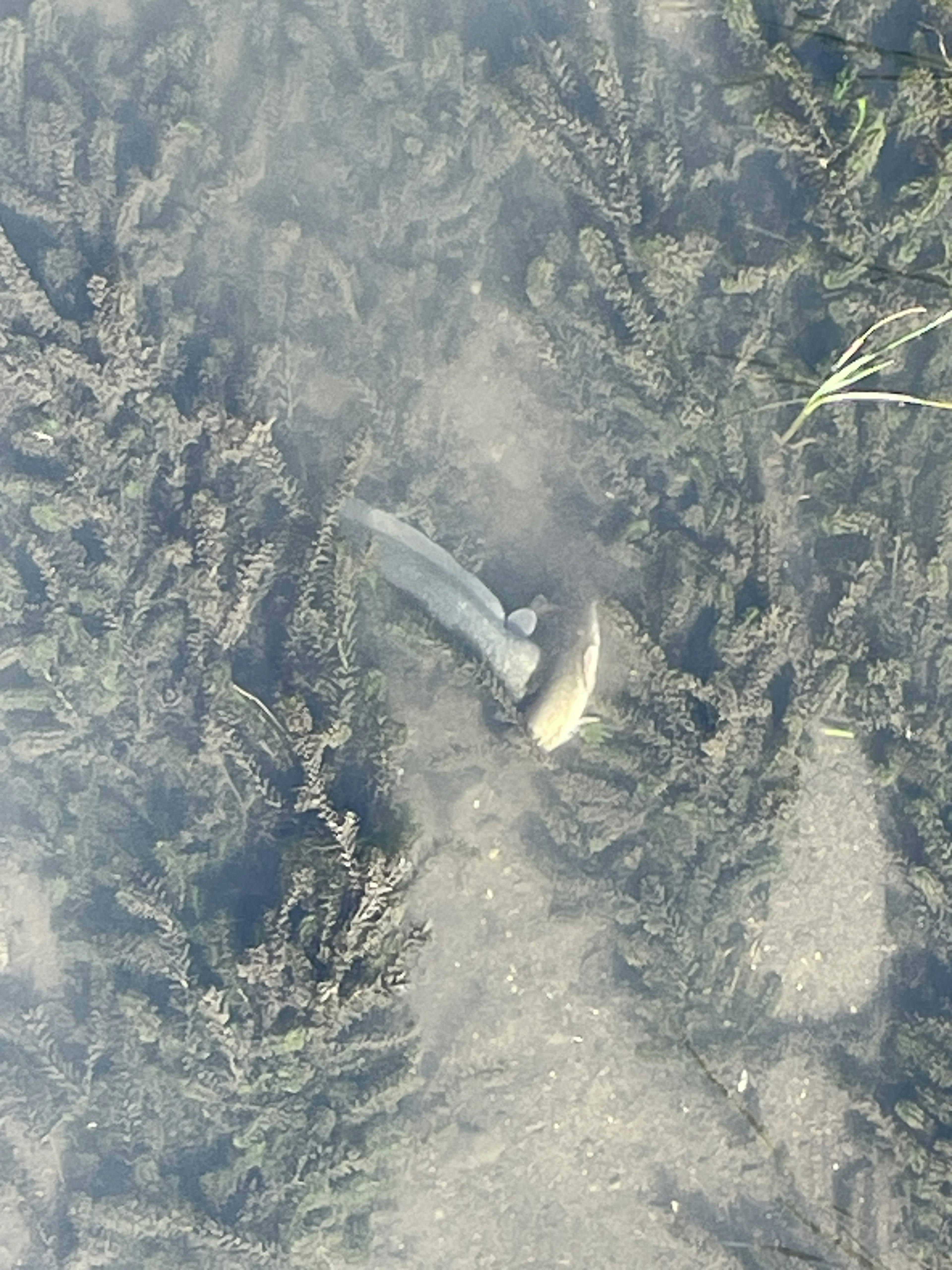 Fish visible among underwater plants