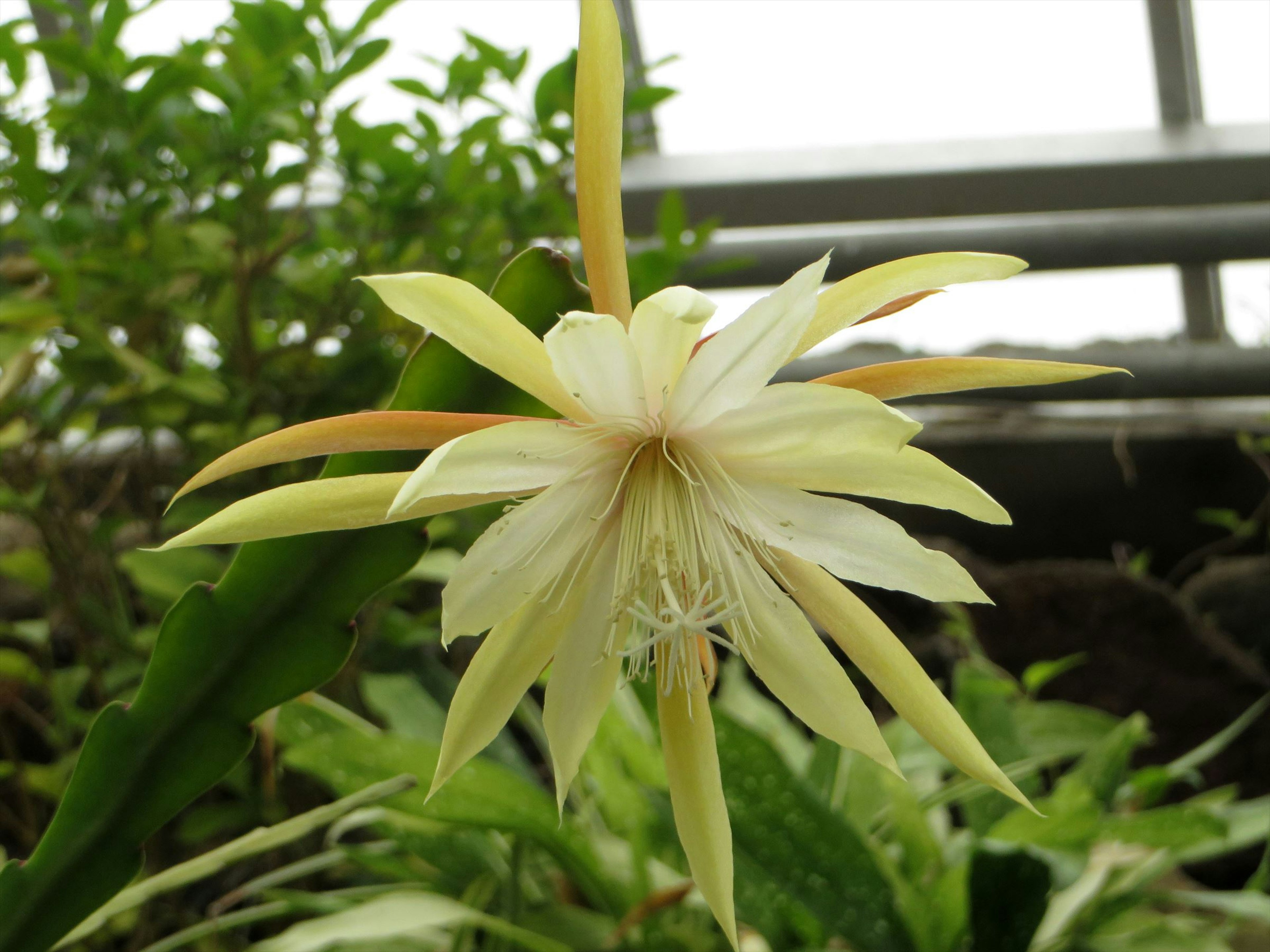 Acercamiento de una flor única con pétalos blancos rodeada de hojas verdes en un entorno de invernadero