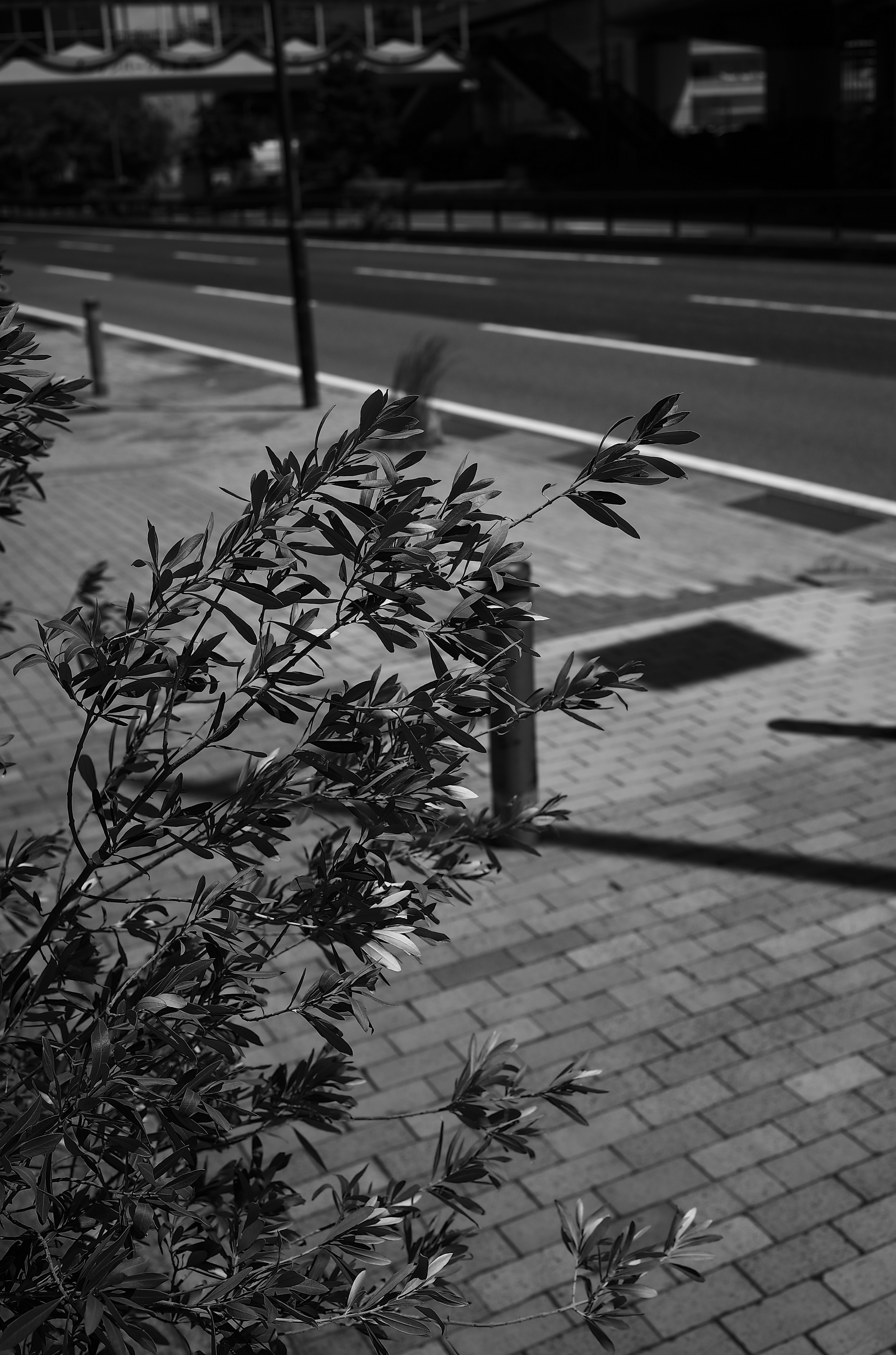 街の歩道と葉っぱのある植物のモノクロ写真