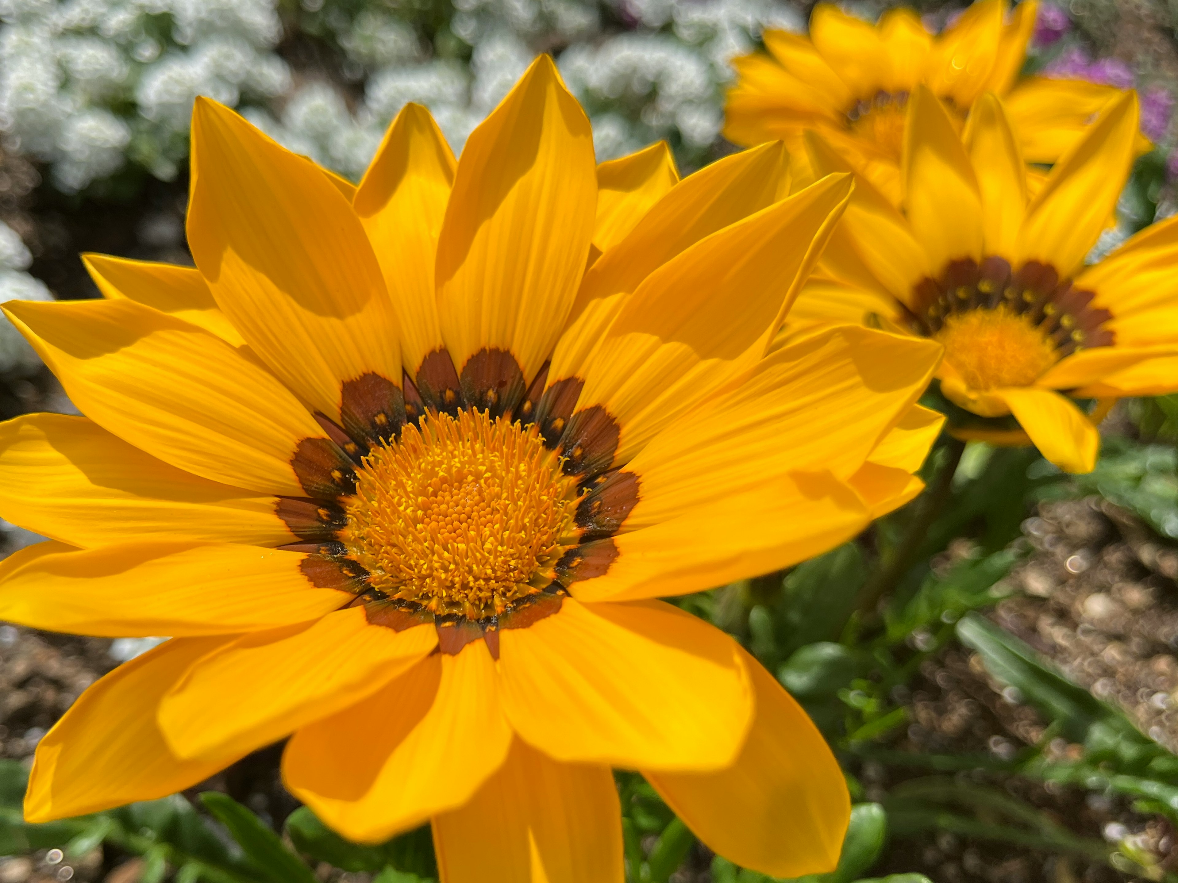 Fiori gialli brillanti che fioriscono in un giardino