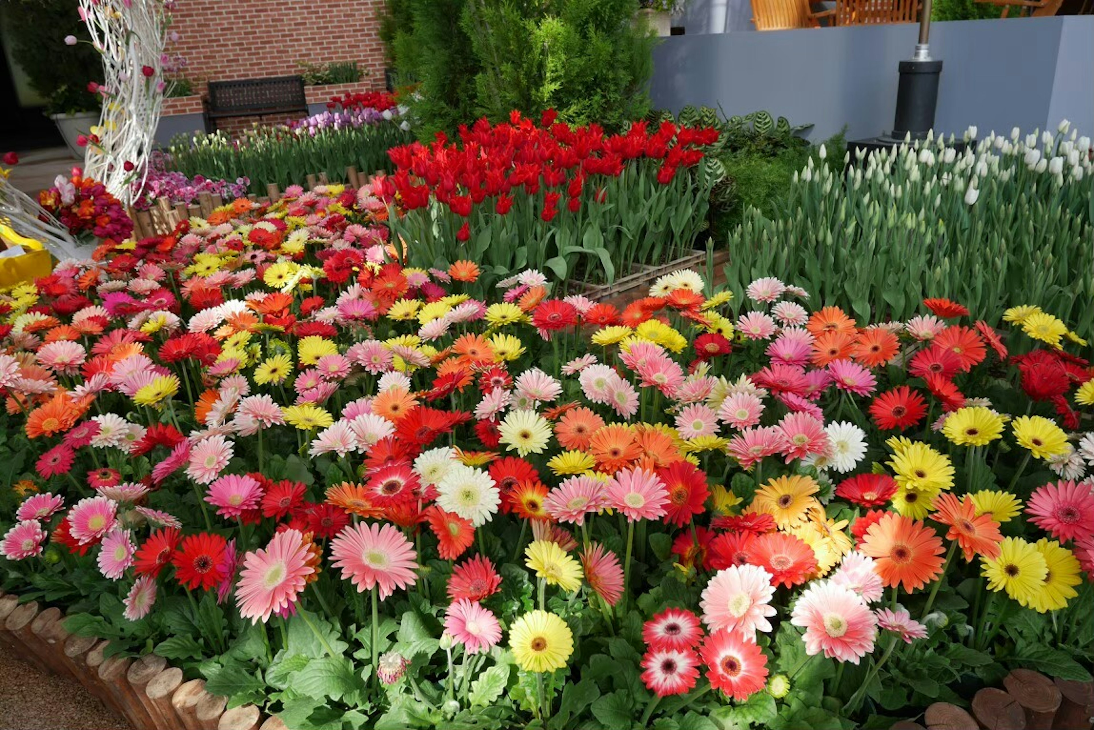 Vibrant garden filled with colorful flowers including gerberas and tulips