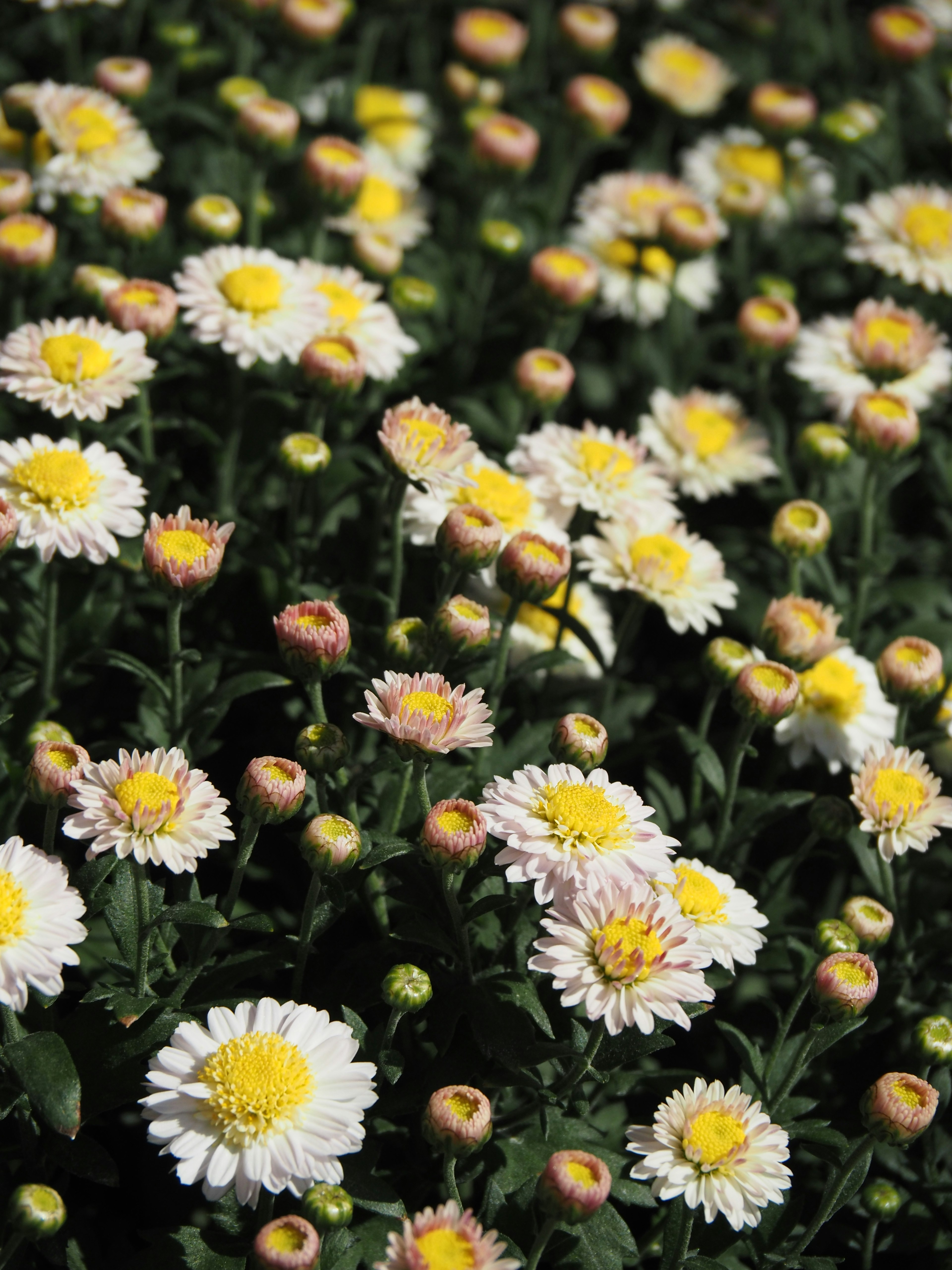 Un jardín vibrante lleno de flores blancas y amarillas en flor