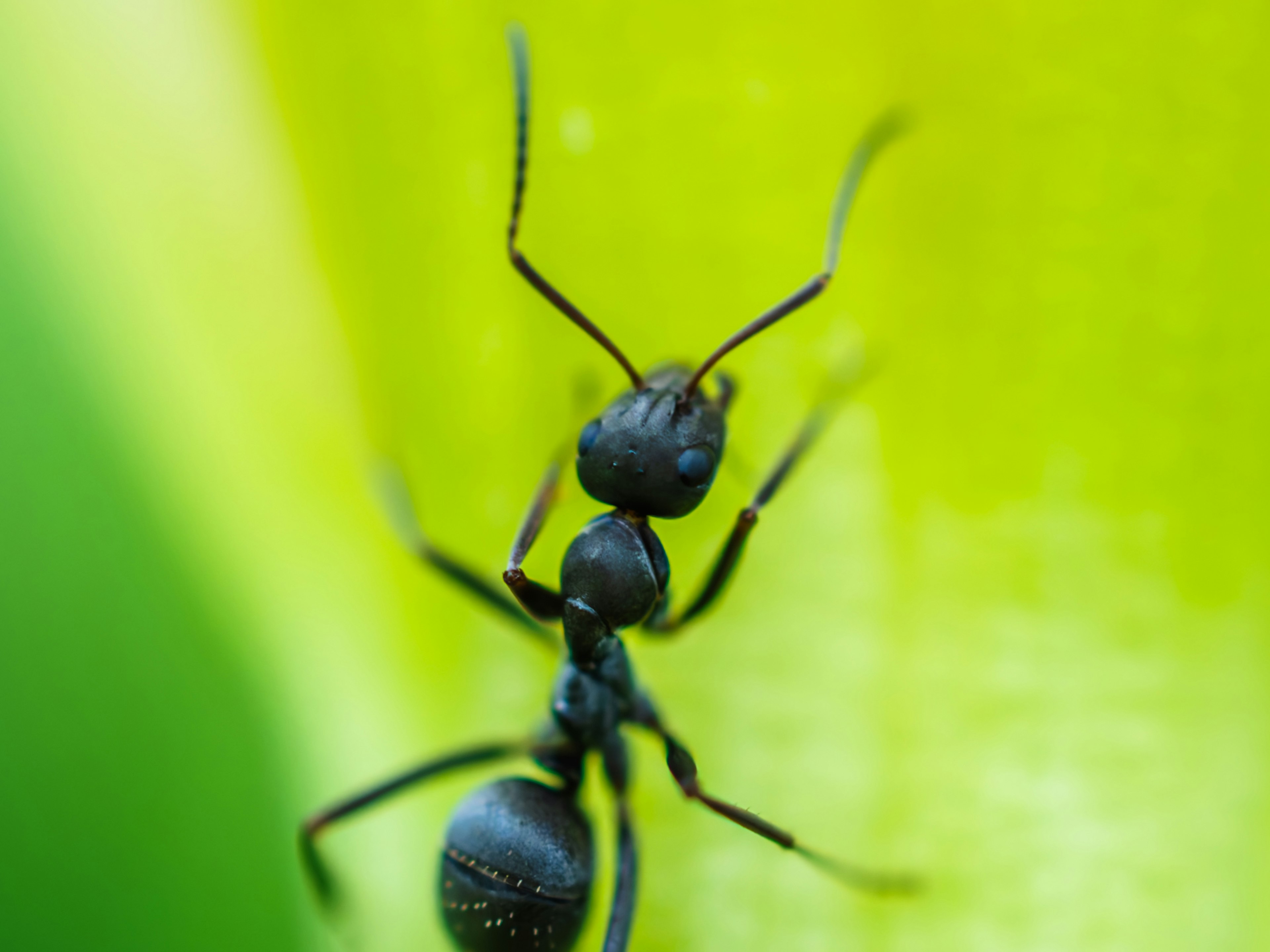 Acercamiento de una hormiga negra sobre una hoja verde