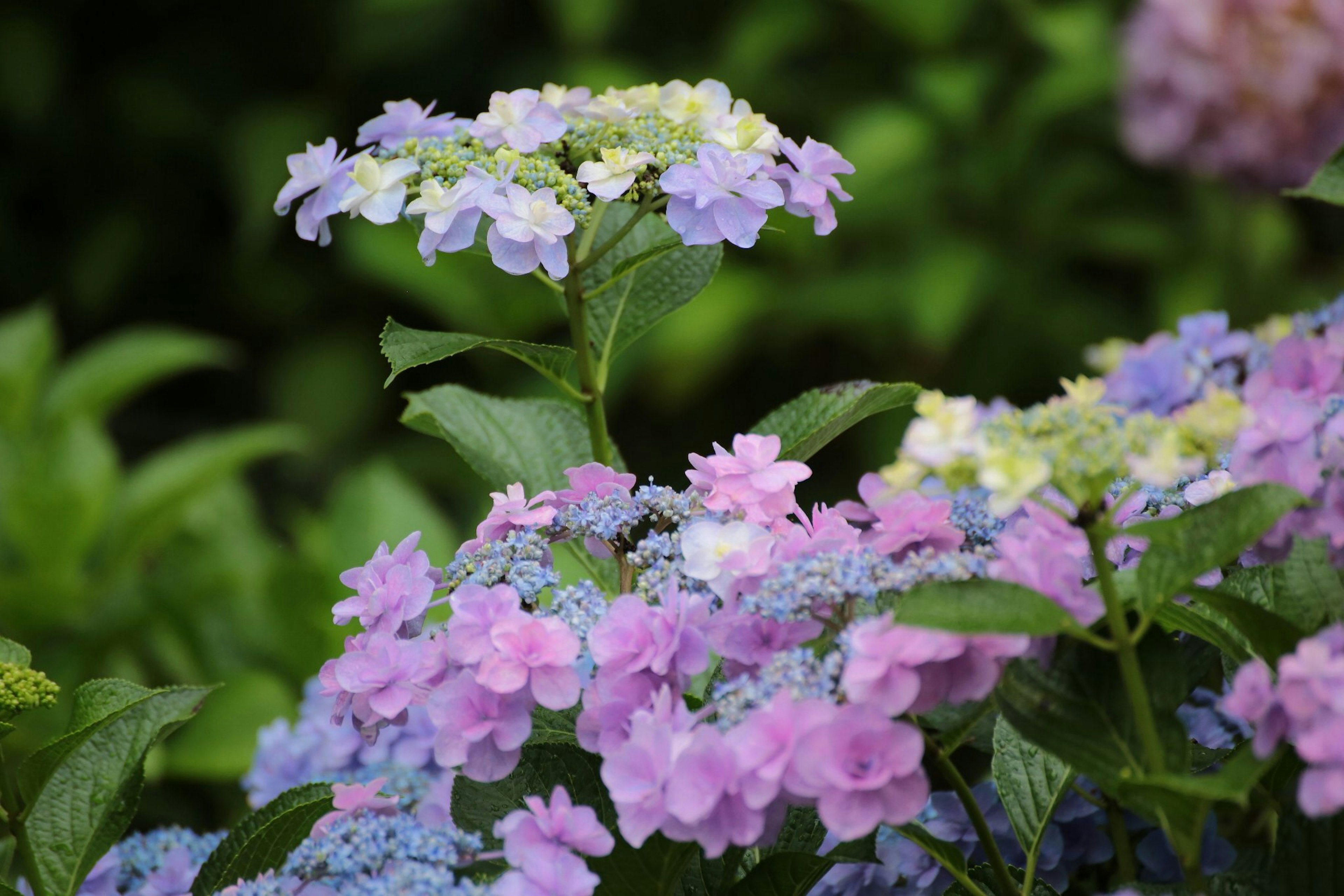 Fleurs colorées d'hortensia en fleurs dans un jardin