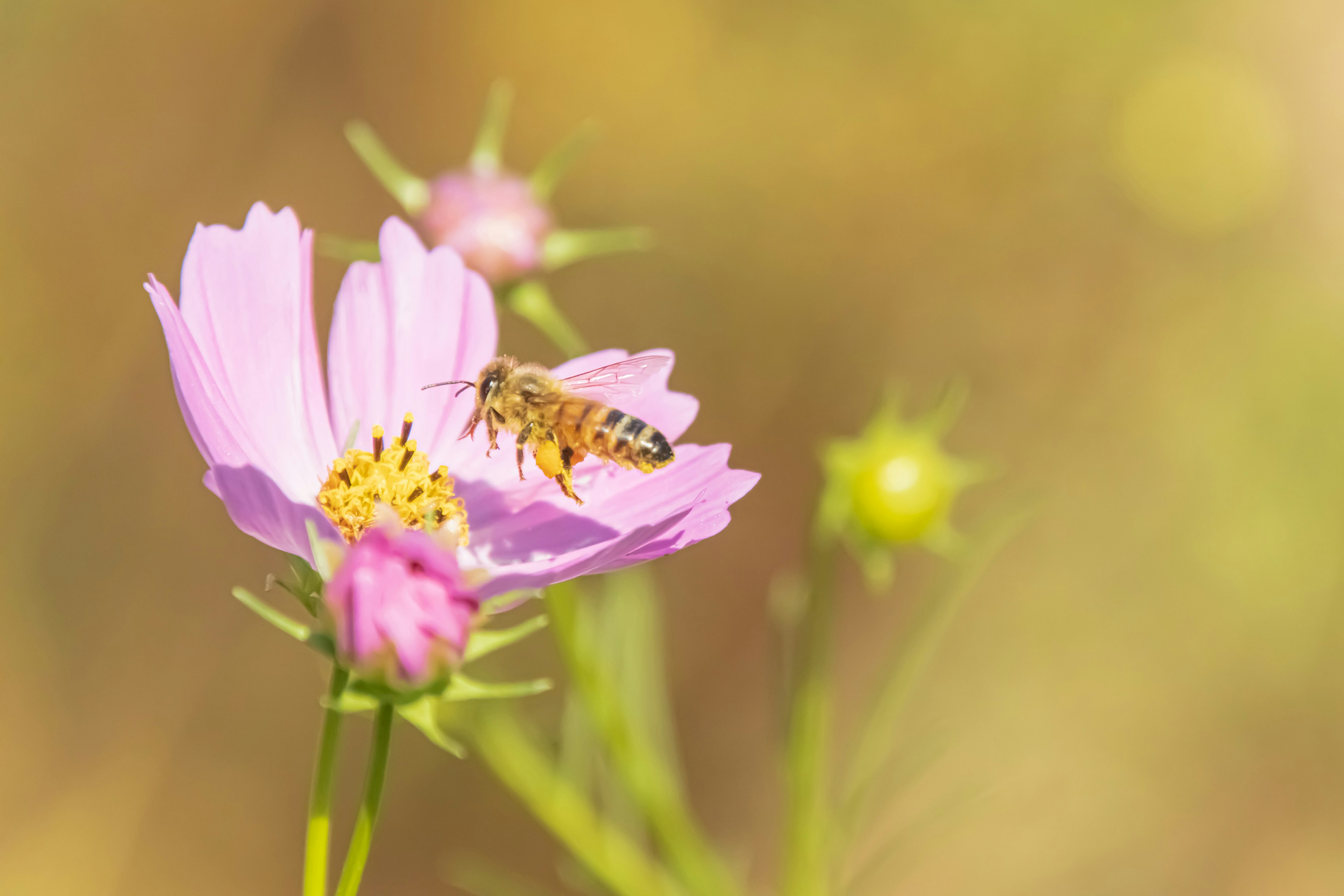 Un'ape su un fiore rosa con uno sfondo dorato morbido