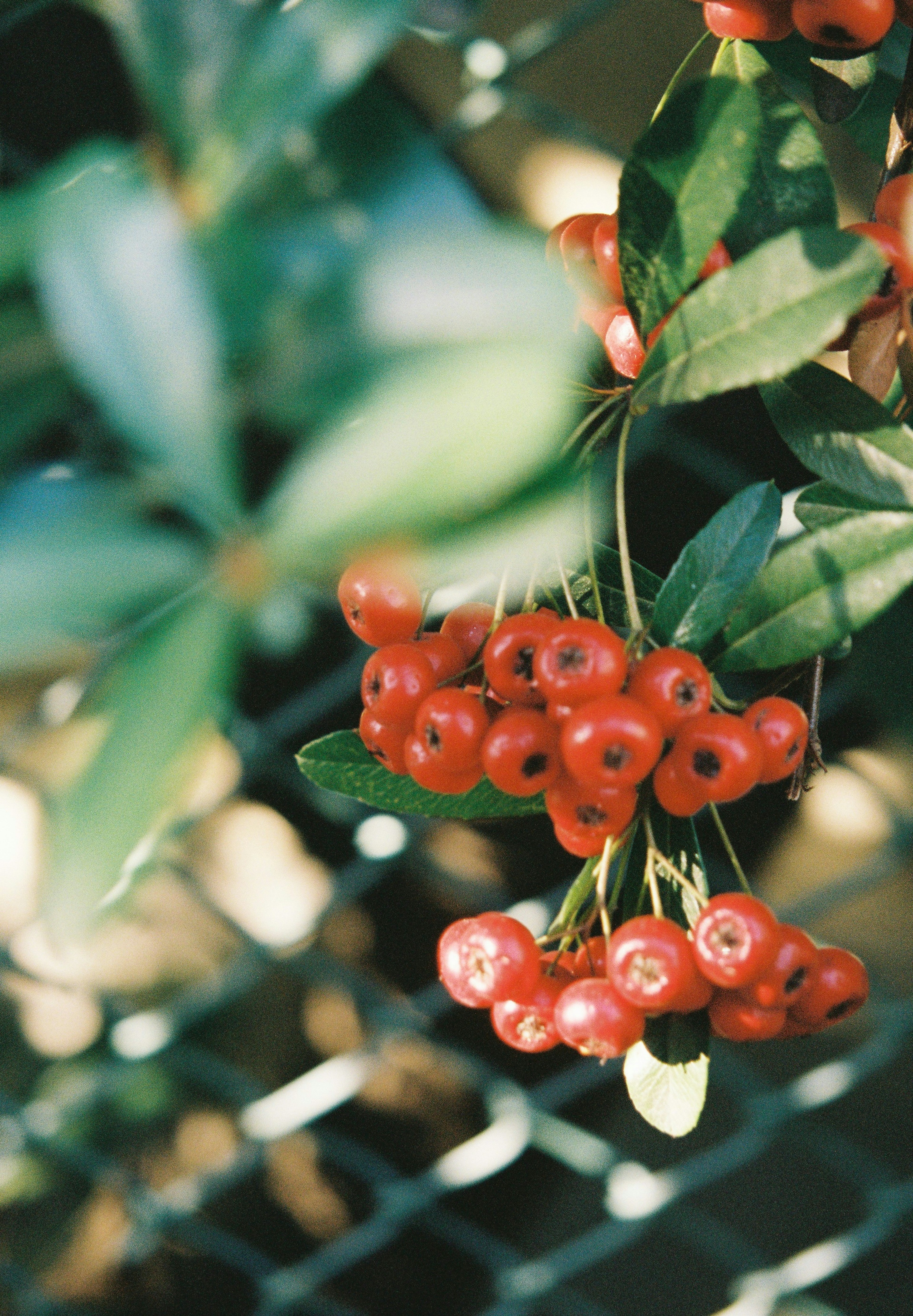 Gros plan d'une plante avec des baies rouges et des feuilles vertes