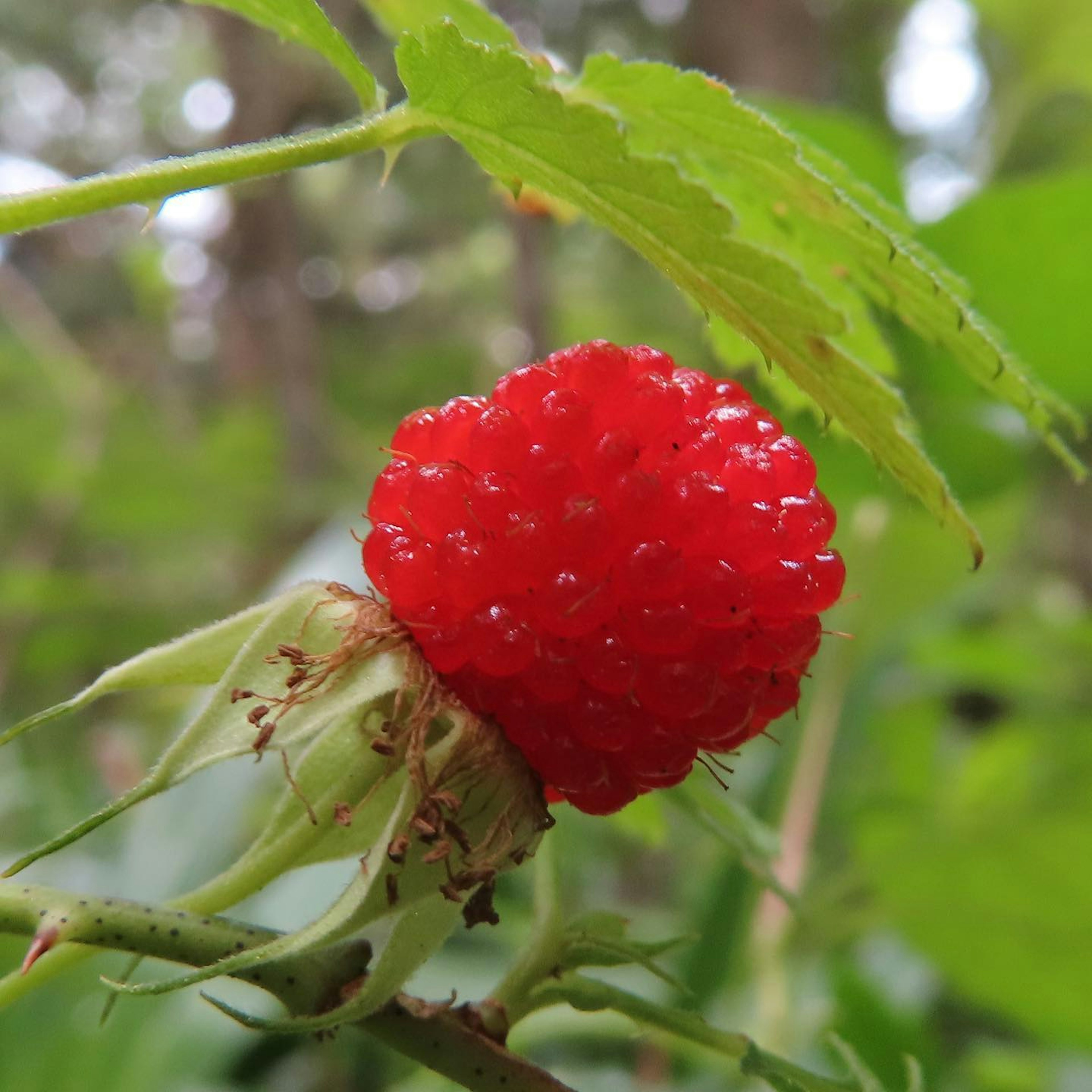 Sebuah buah merah cerah terletak di antara daun hijau