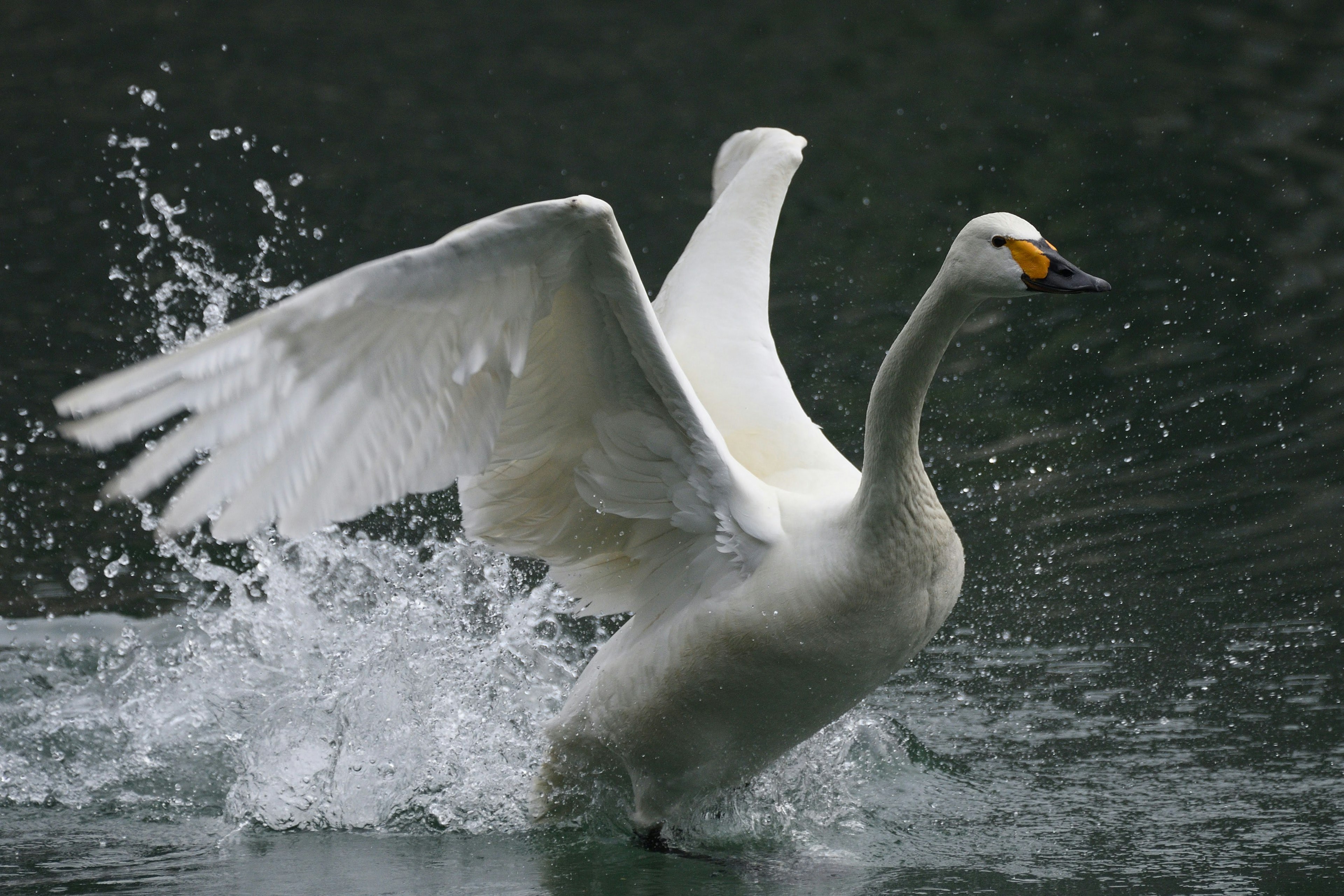 Un cigno che apre le ali sull'acqua con schizzi