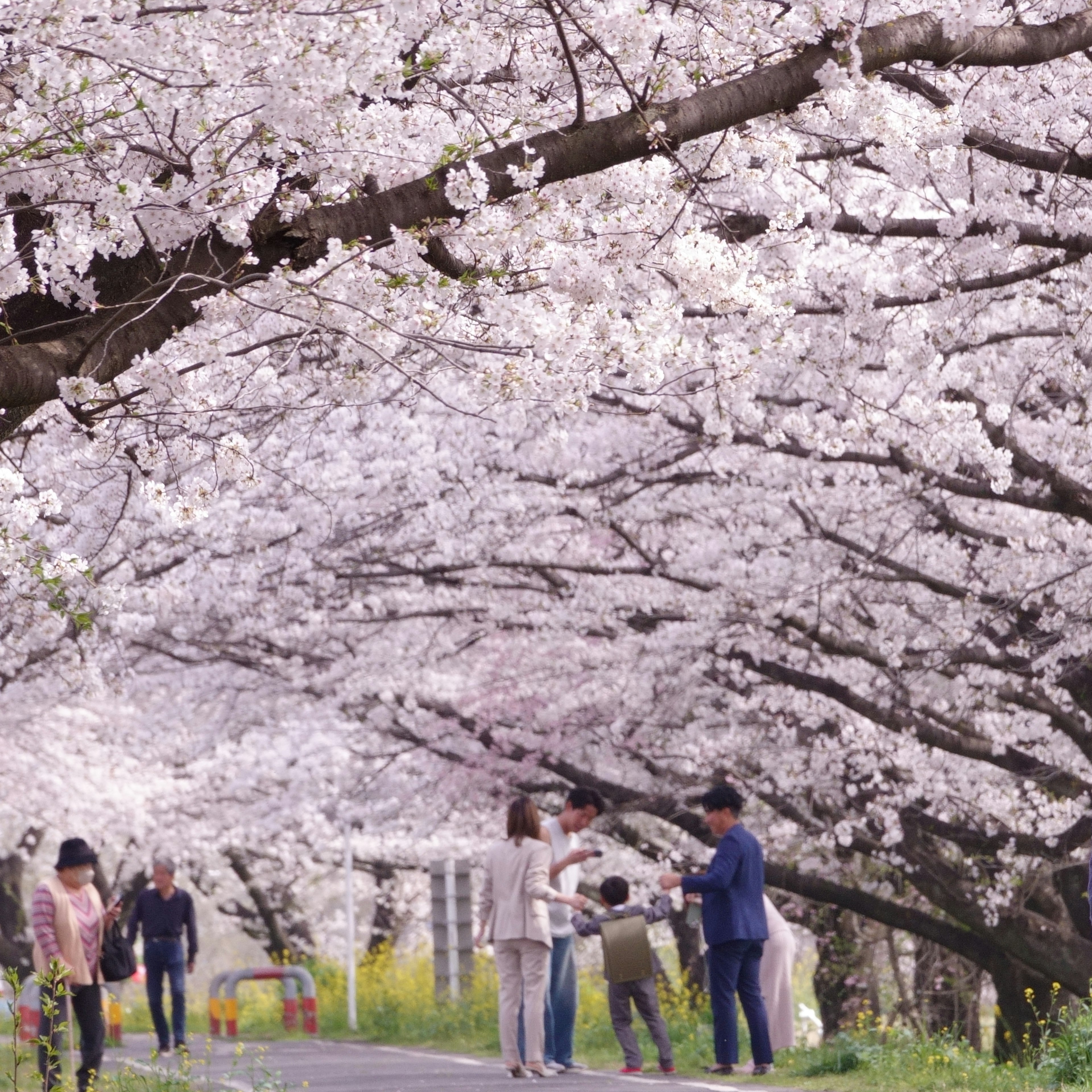 People walking along a path lined with cherry blossom trees