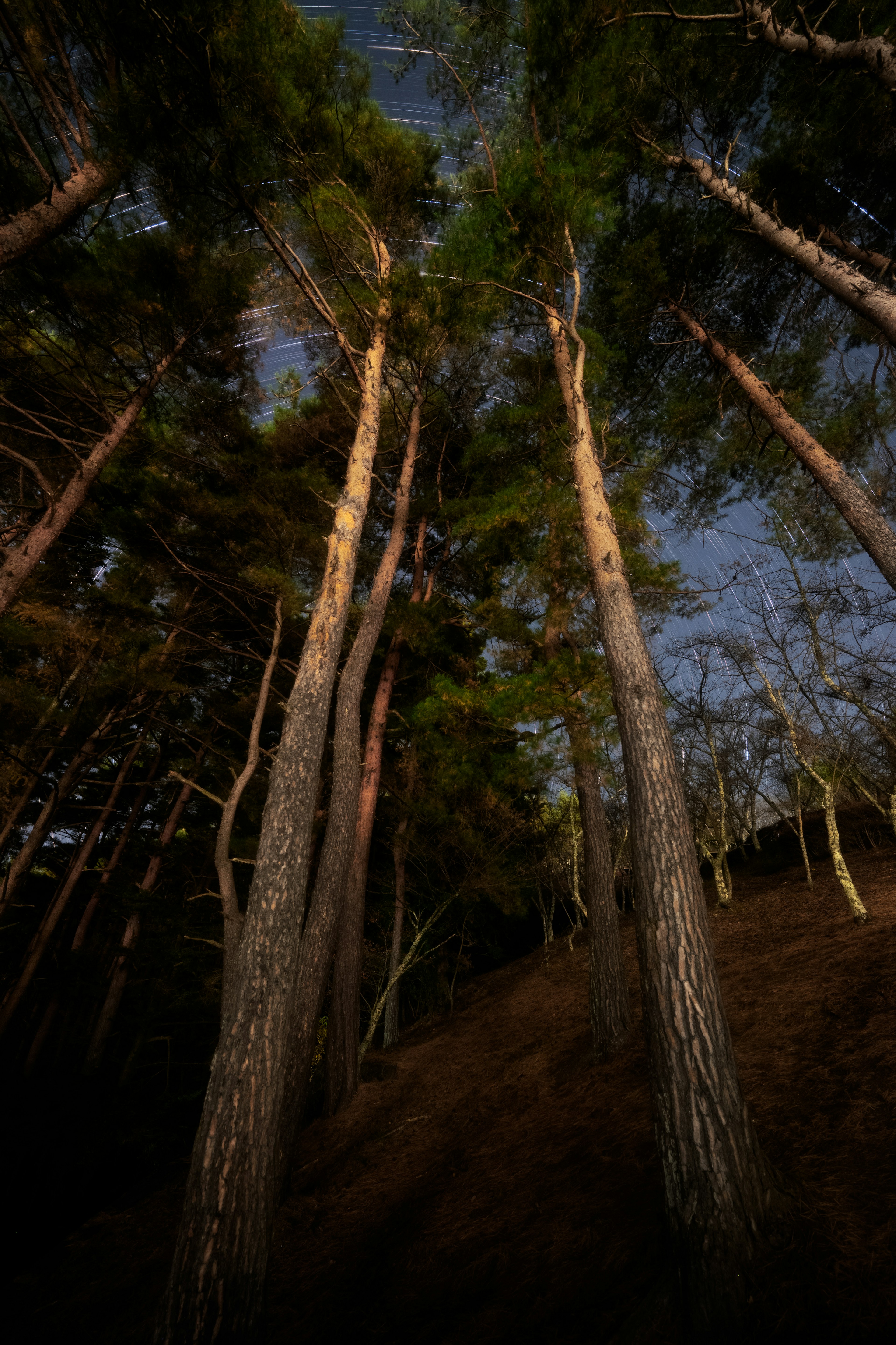 Altos árboles que se elevan hacia el cielo azul en una escena de bosque