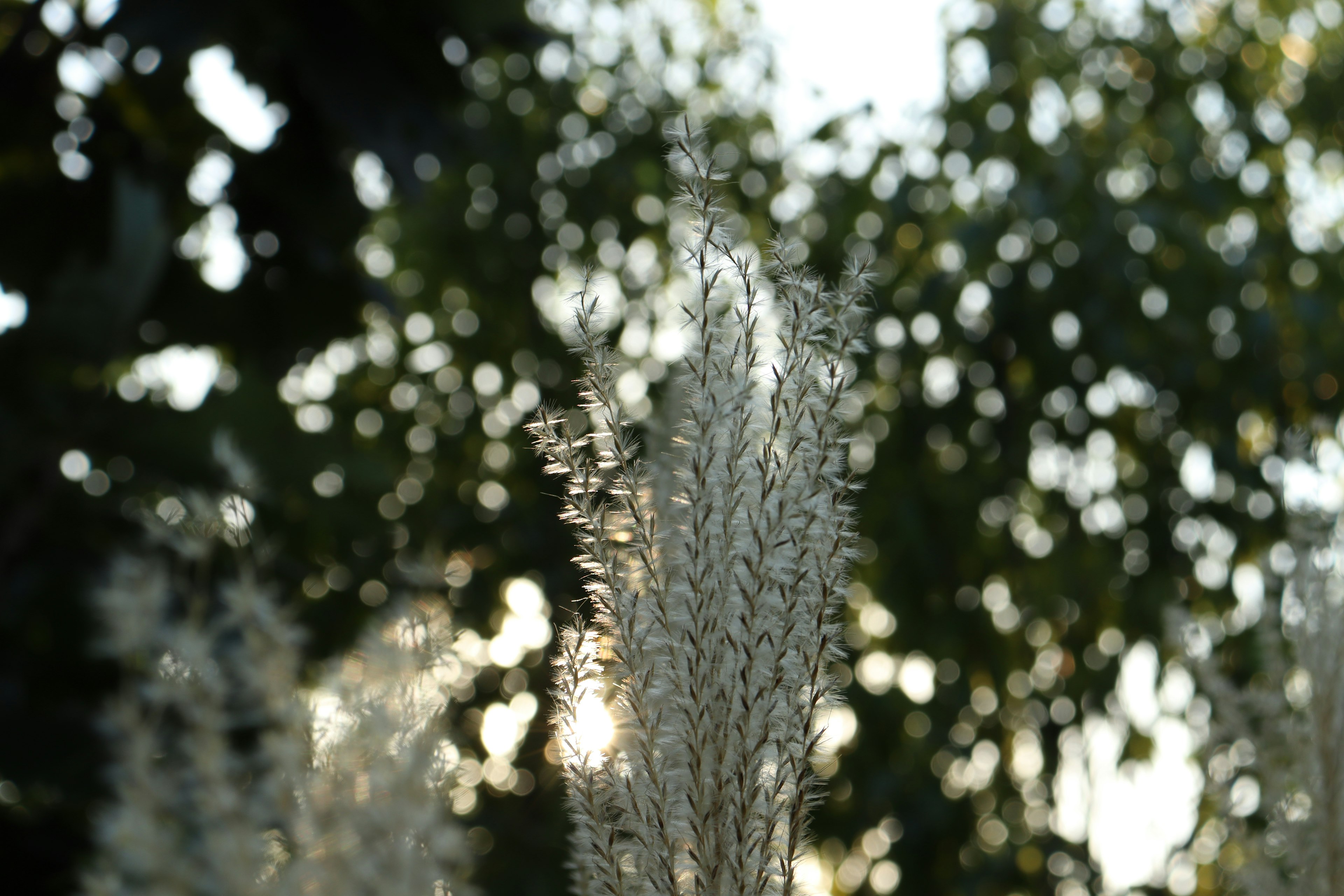 Close-up of grass with feathery spikes glowing in backlight blurred green leaves in the background