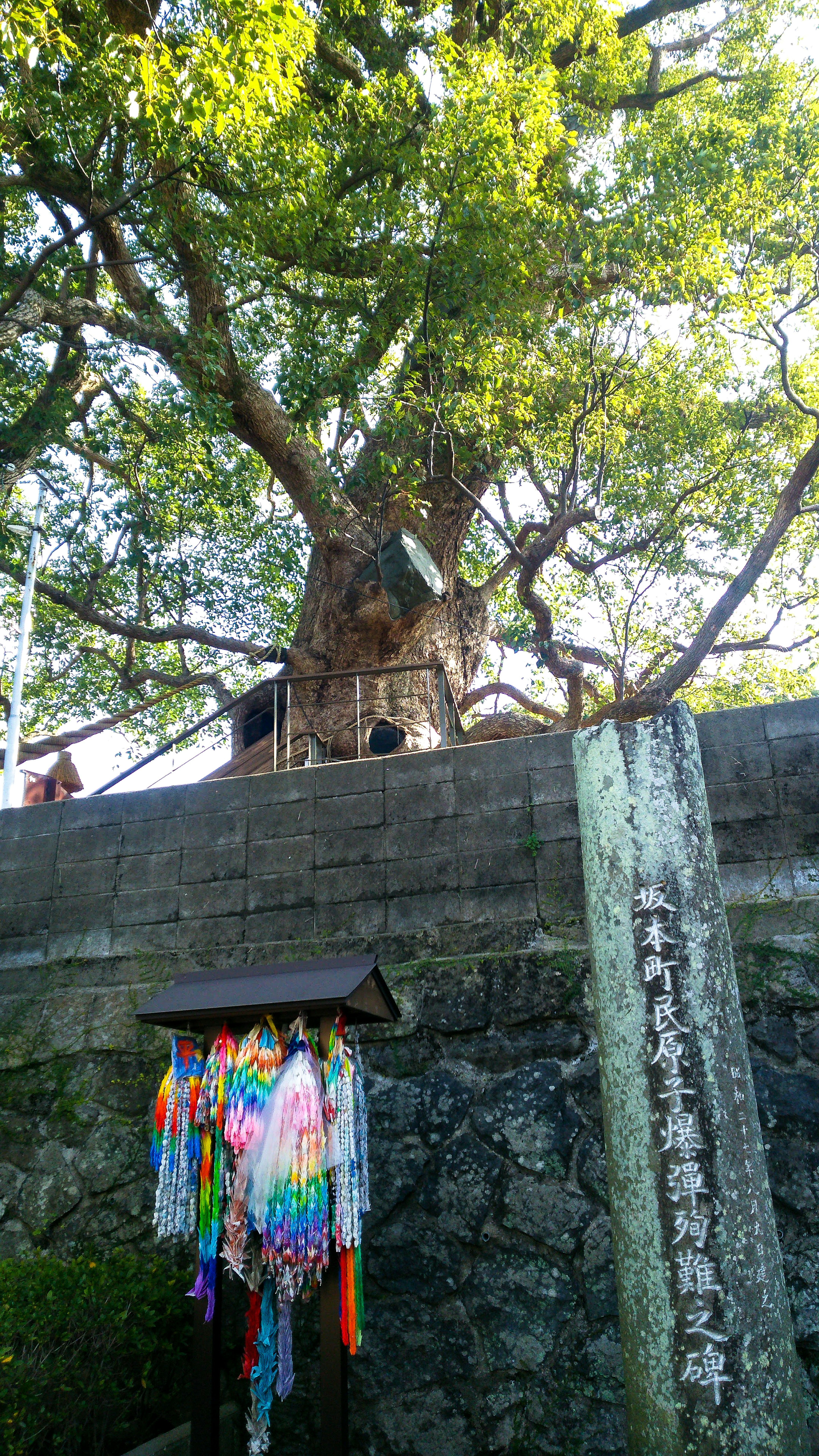 大きな木と色とりどりの短冊が飾られた風景