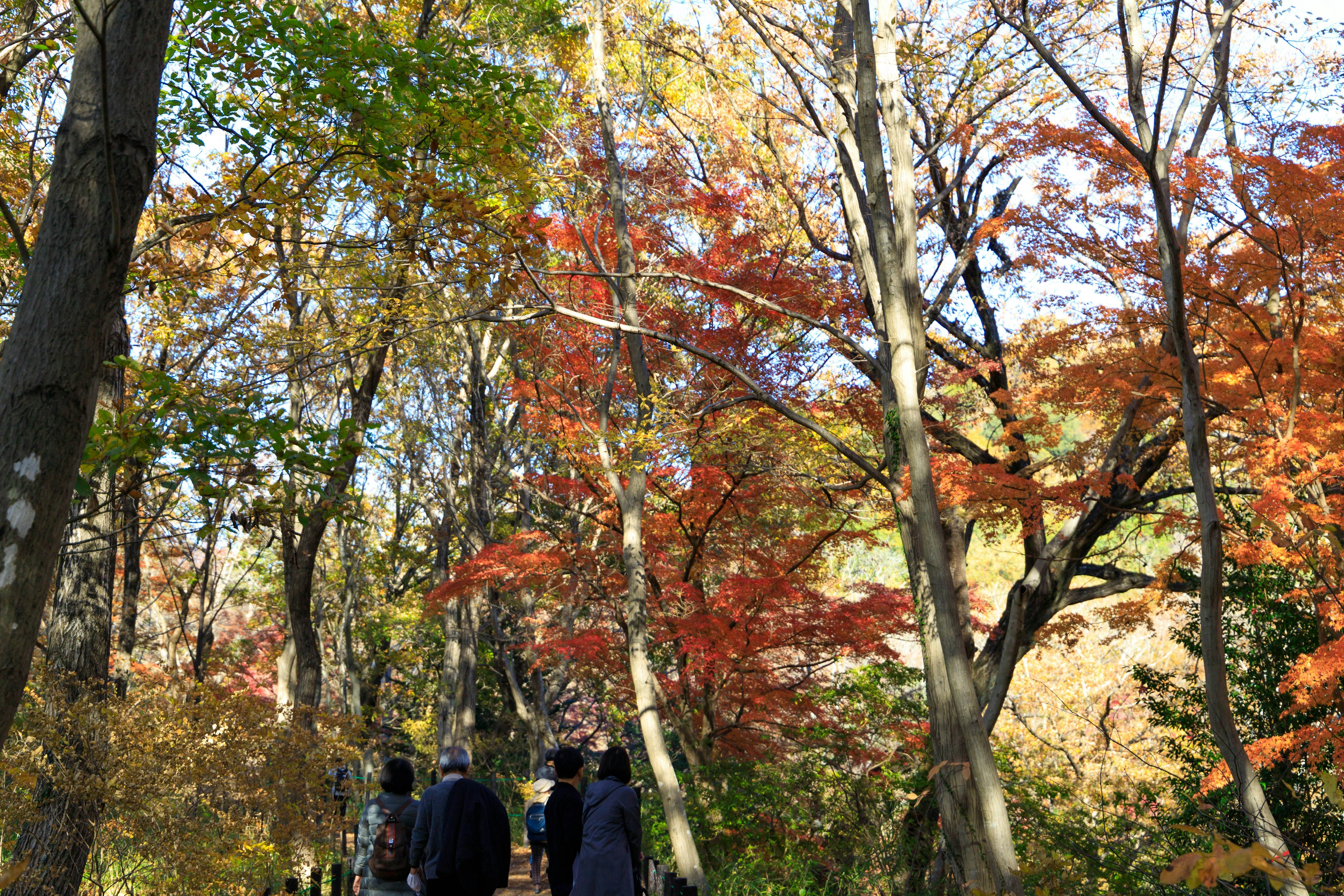 Persone che camminano in un bellissimo paesaggio autunnale circondato da foglie colorate