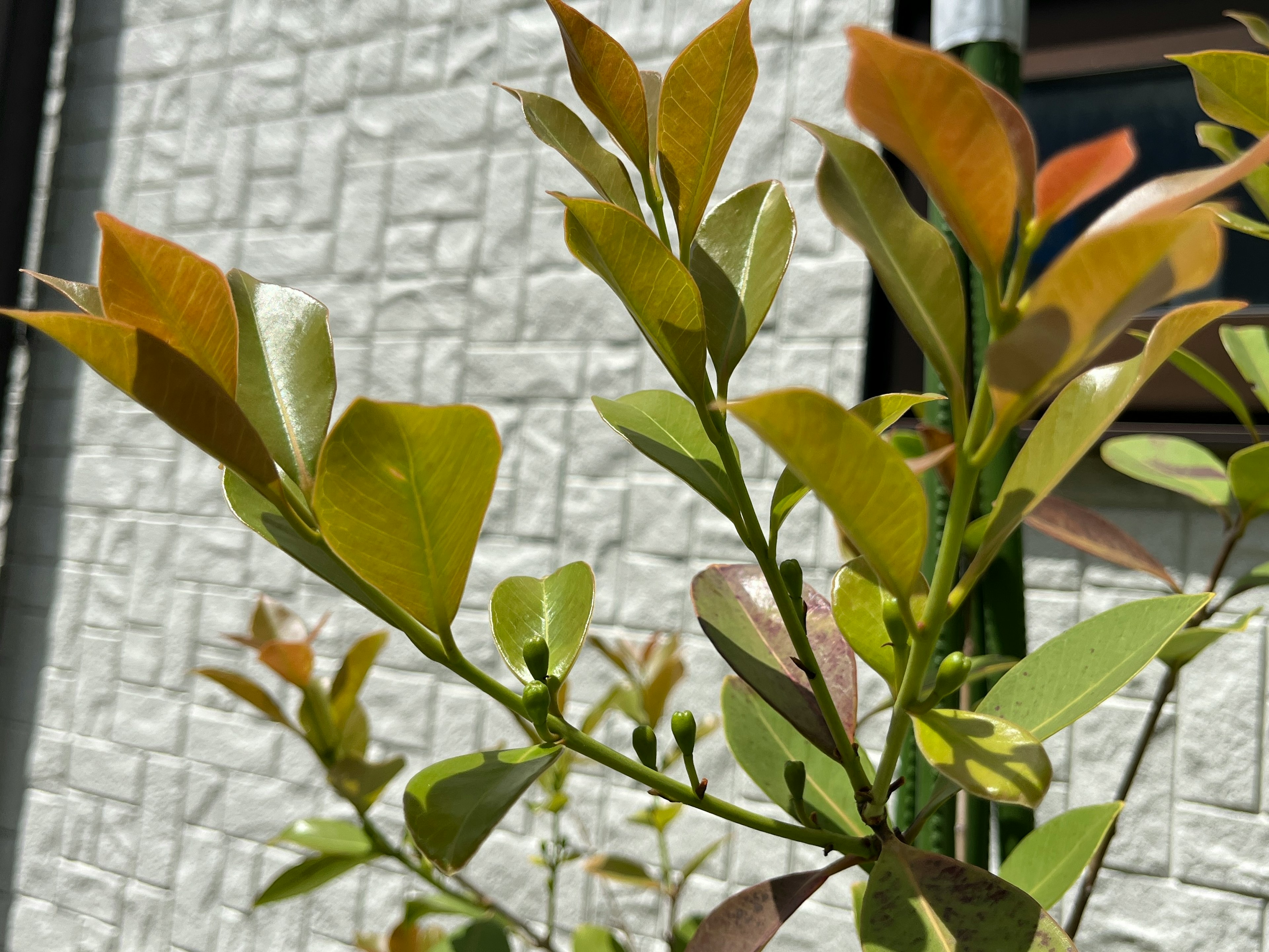 绿色植物的新叶特写