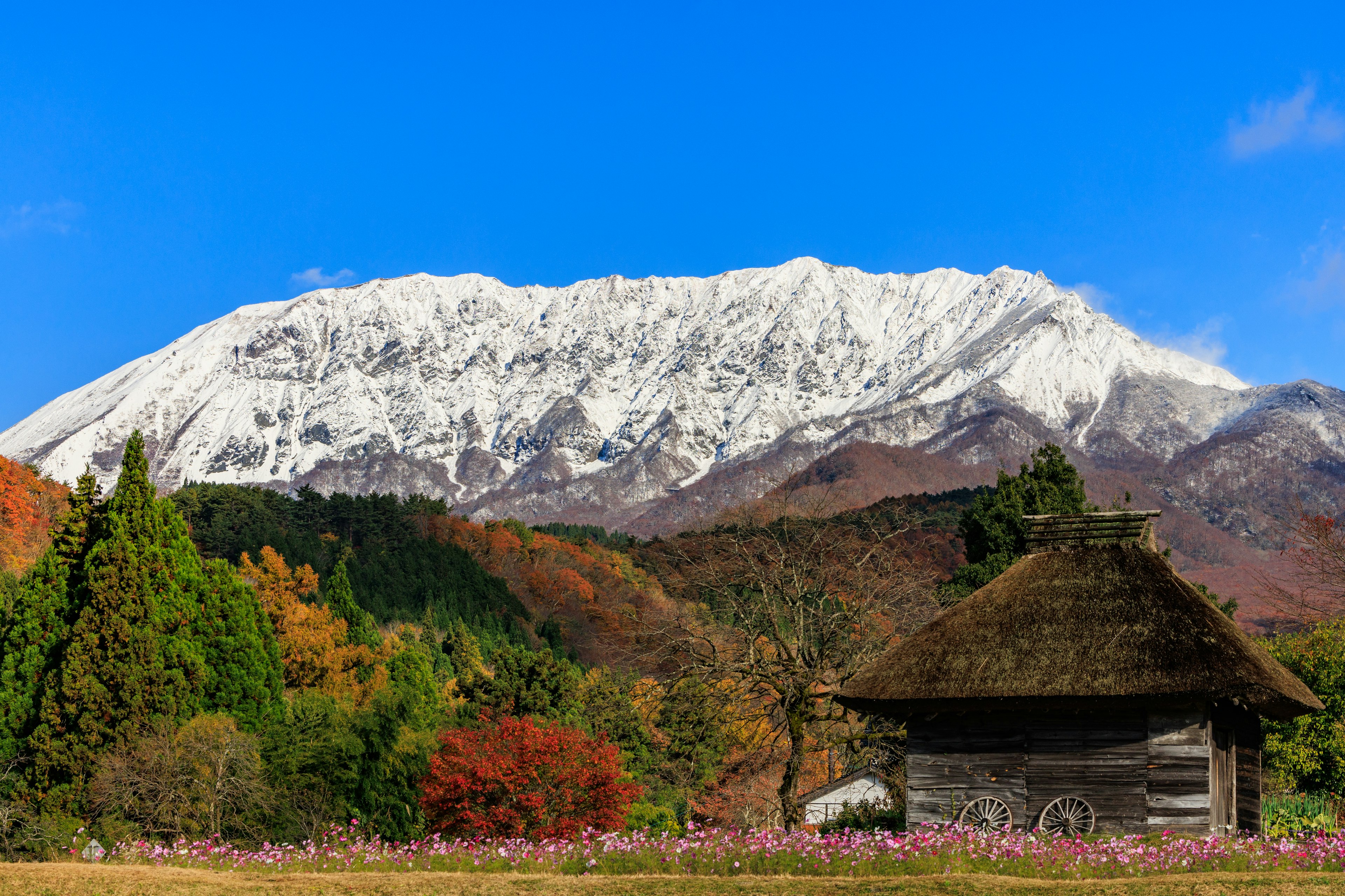 Old wooden hut surrounded by autumn foliage and snow-capped mountain