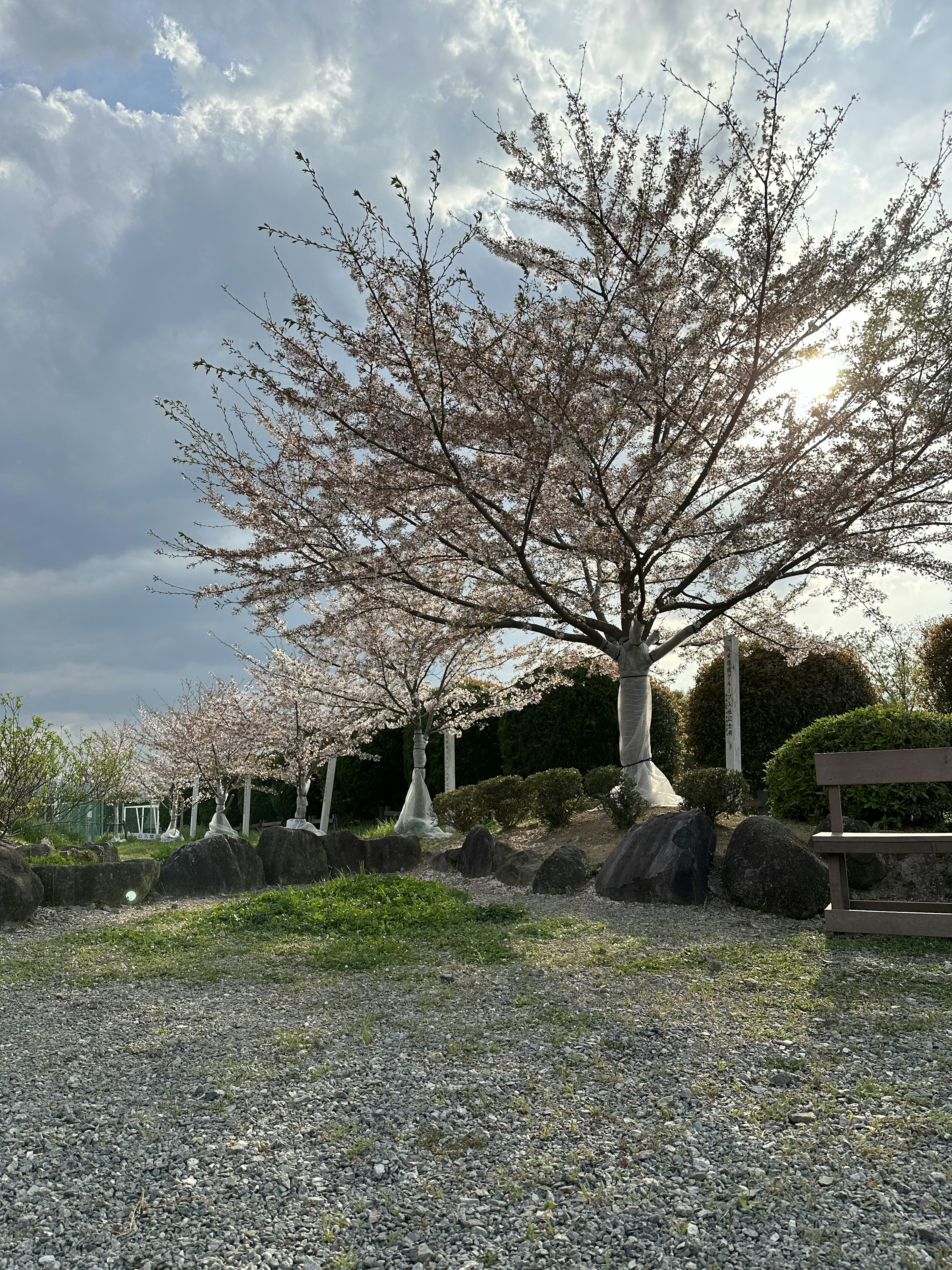 Cherry blossom tree in bloom with a park bench and stones