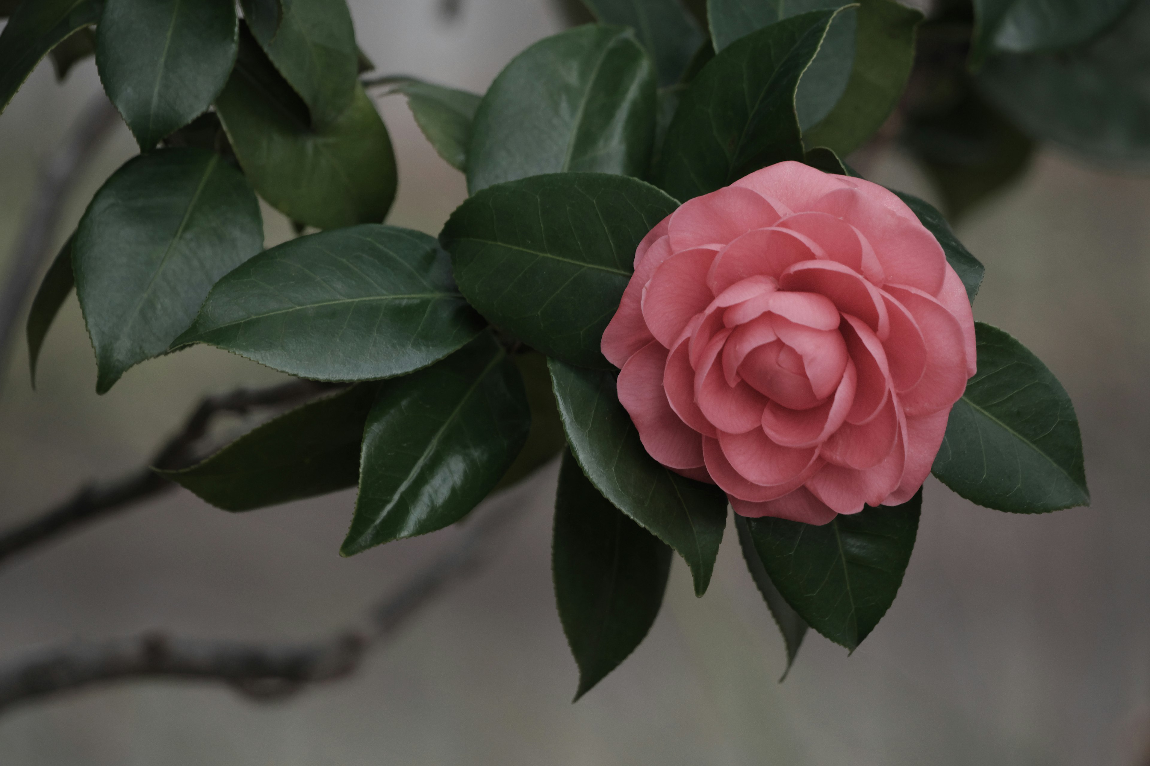 Una flor de camelia rosa entre hojas verdes