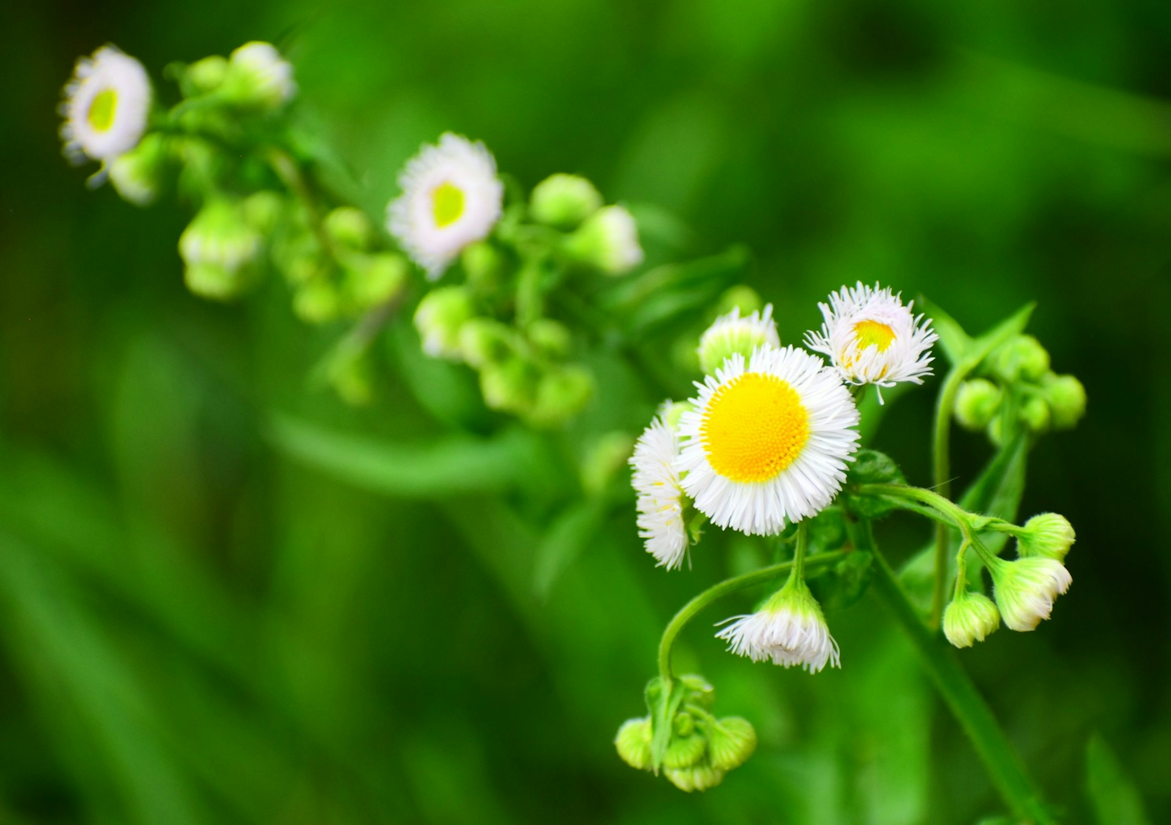 緑の背景に咲く白い花と黄色い中心の花びらの群れ