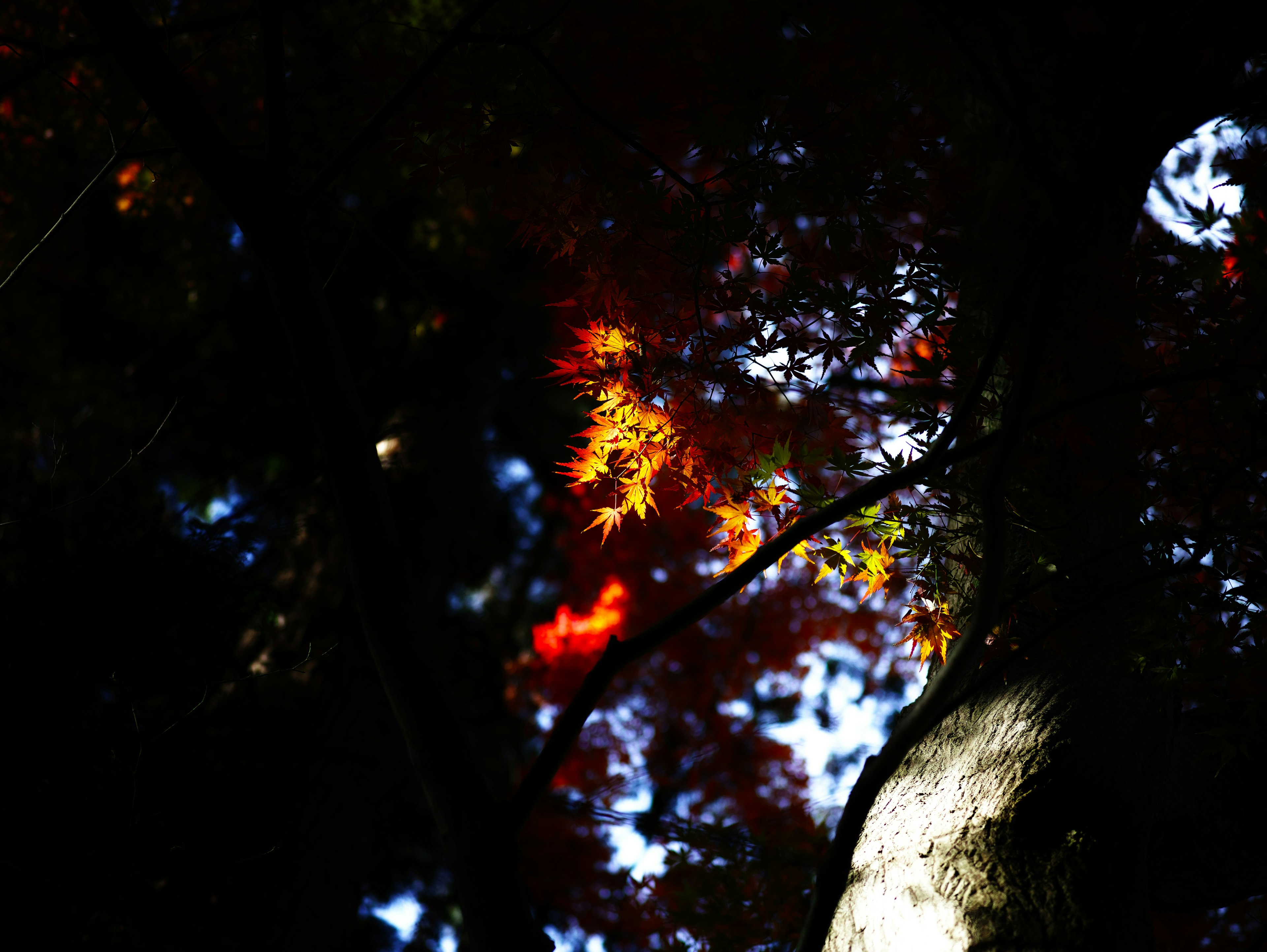 Hojas que filtran la luz con colores de otoño sobre un fondo oscuro