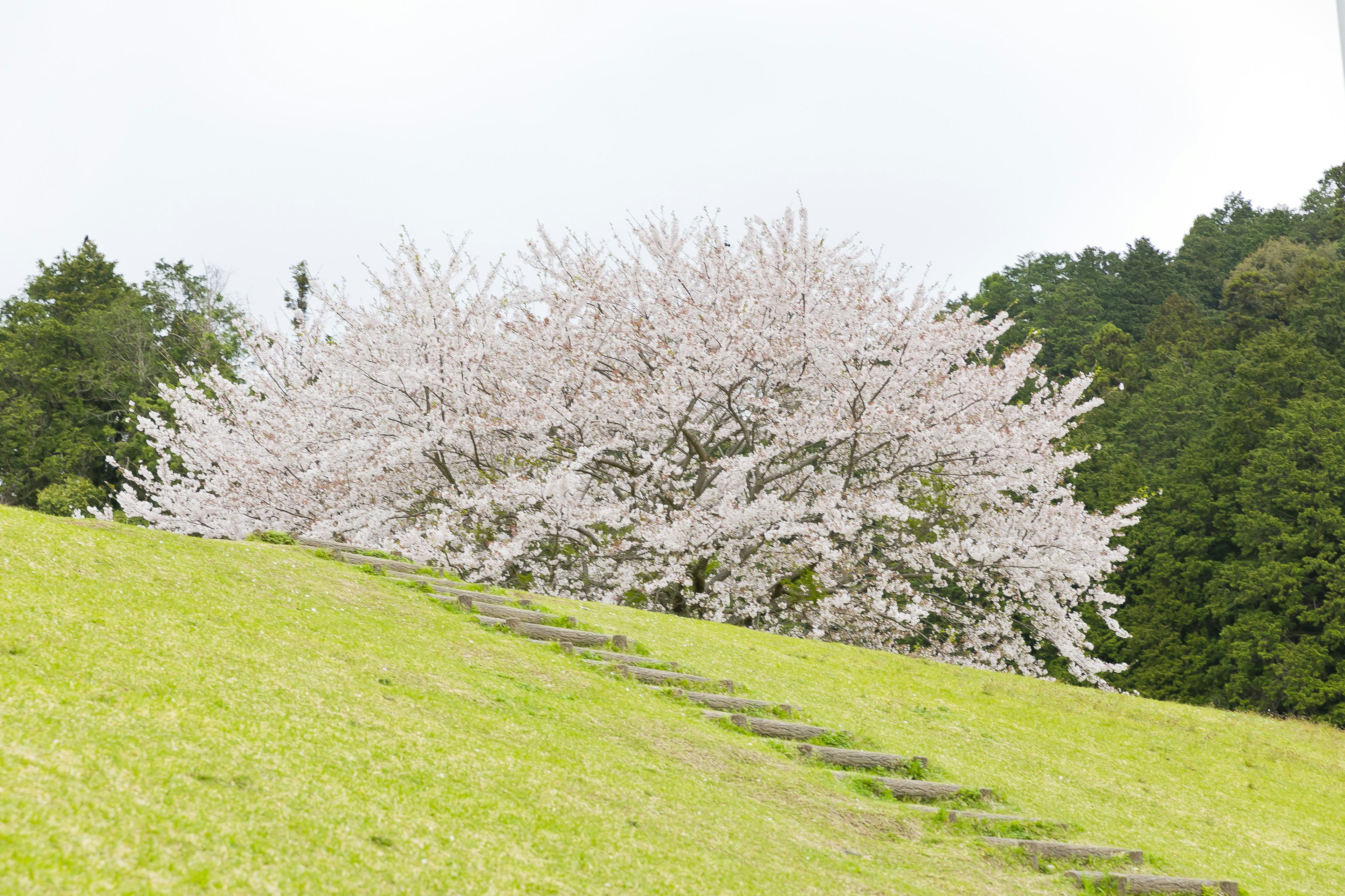 桜の木が咲いている緑の丘の風景