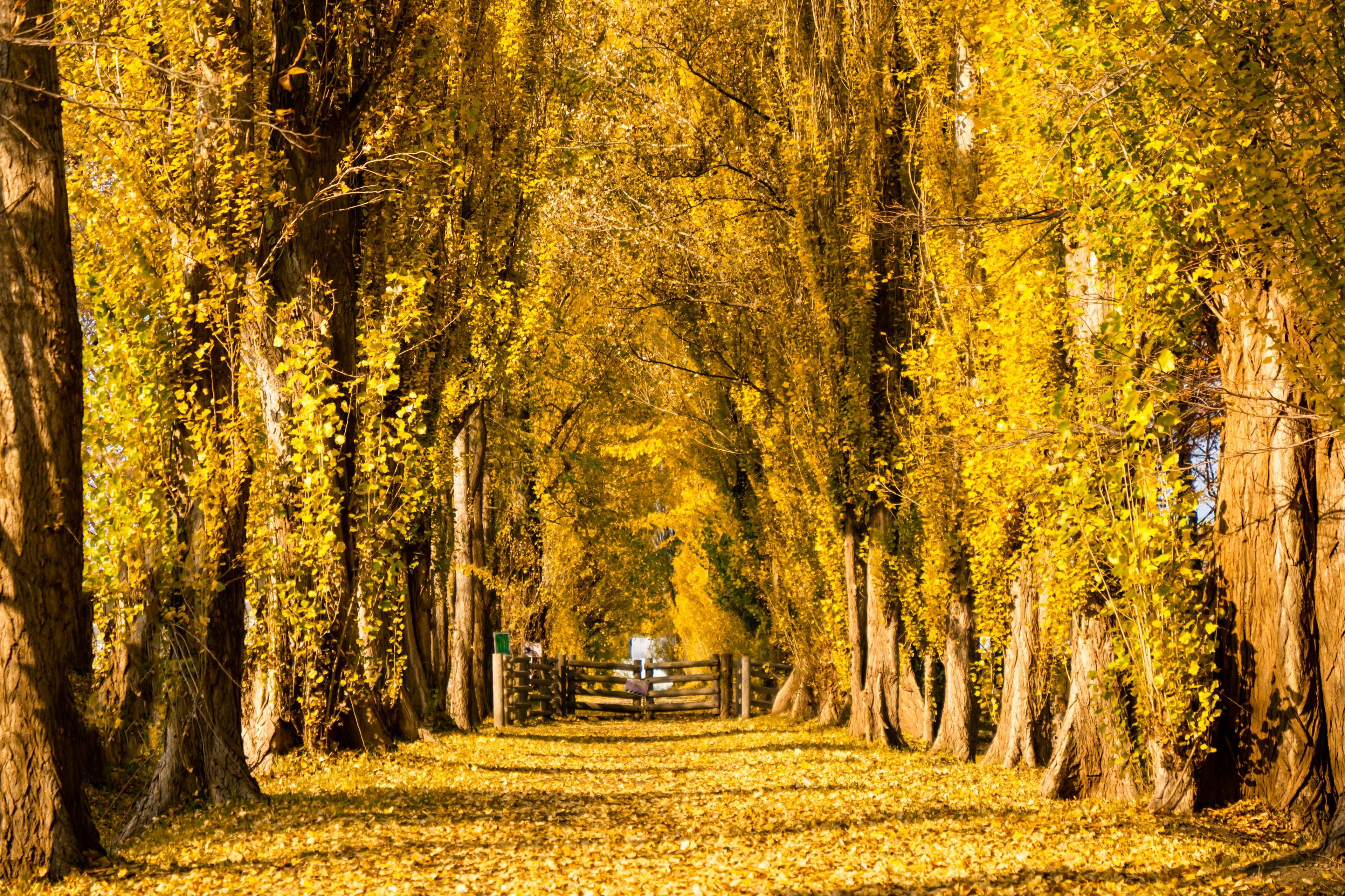 Un chemin bordé d'arbres dorés en automne