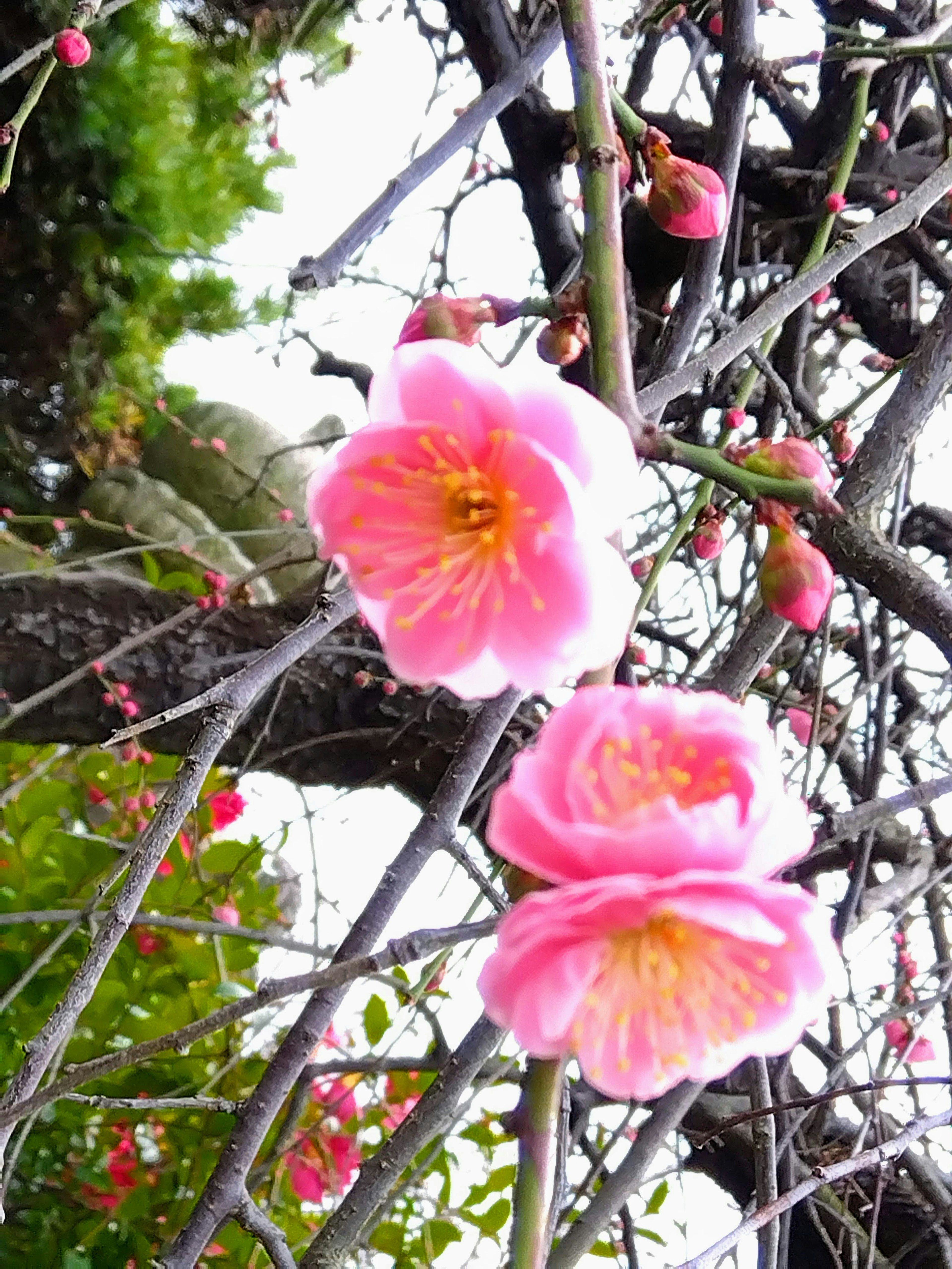 淡いピンク色の花が咲いている枝のクローズアップ