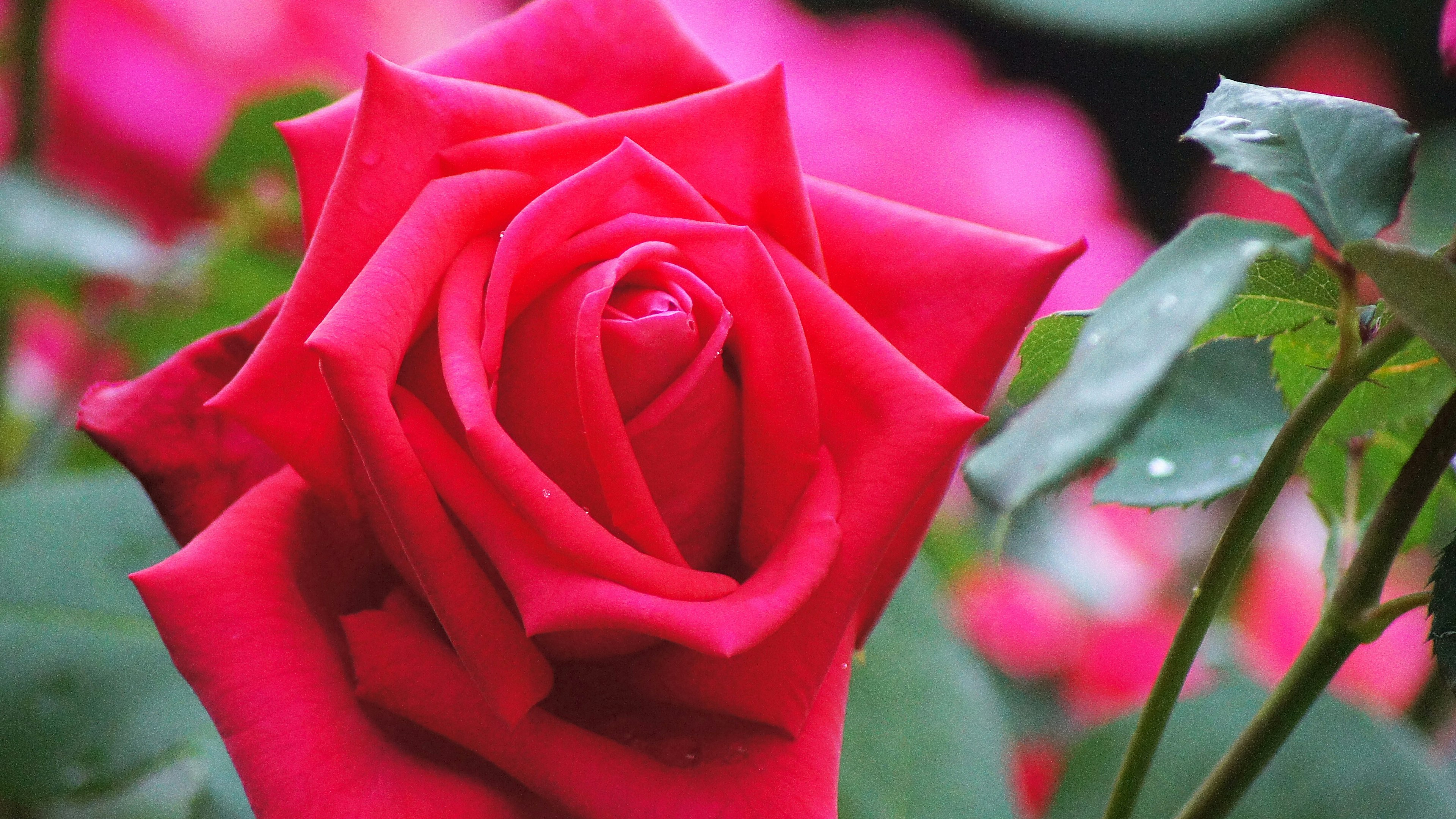 Fioritura di una rosa rossa vivace