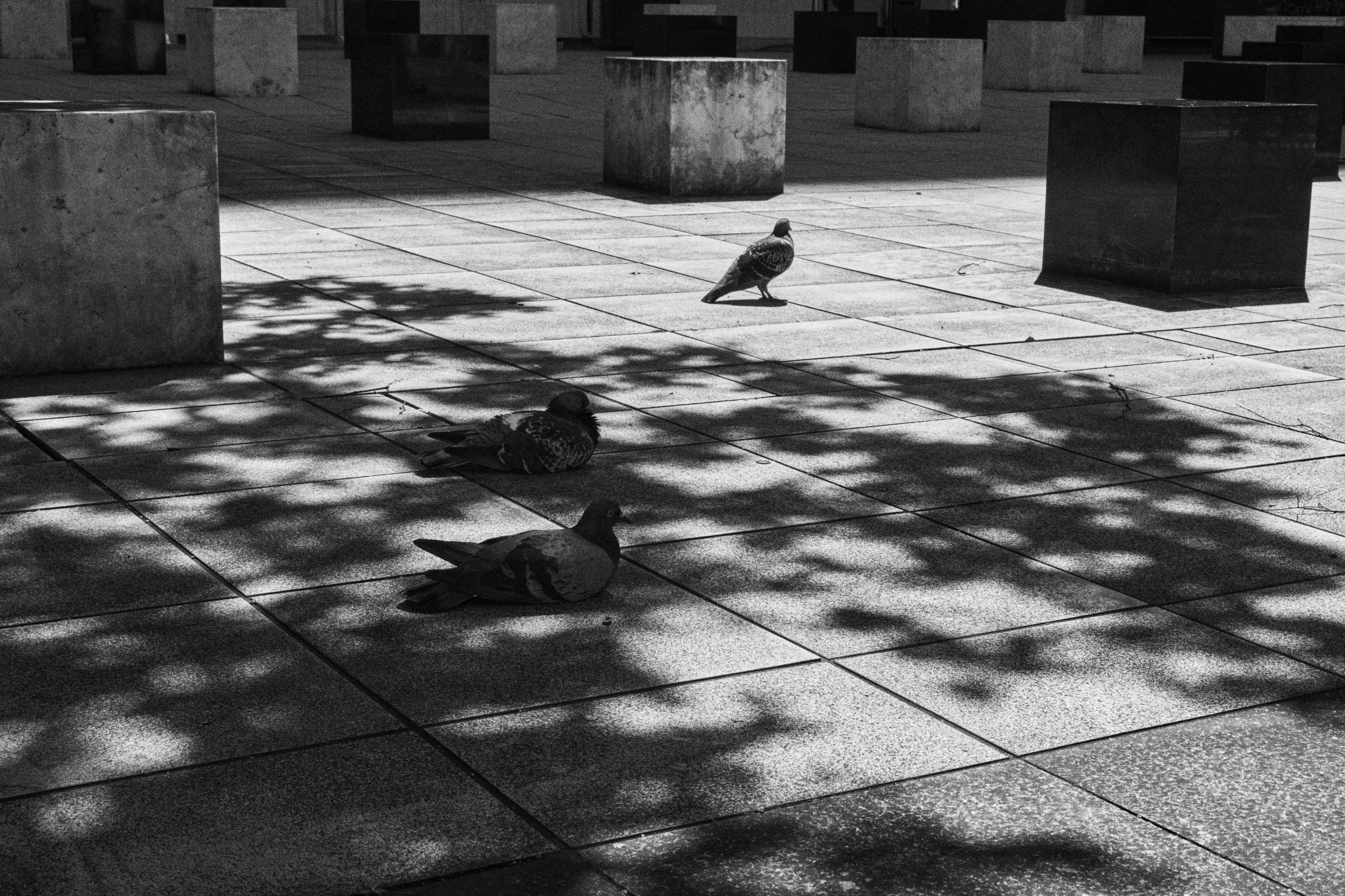 Palomas descansando en sombras con bloques de concreto geométricos en una escena urbana en blanco y negro