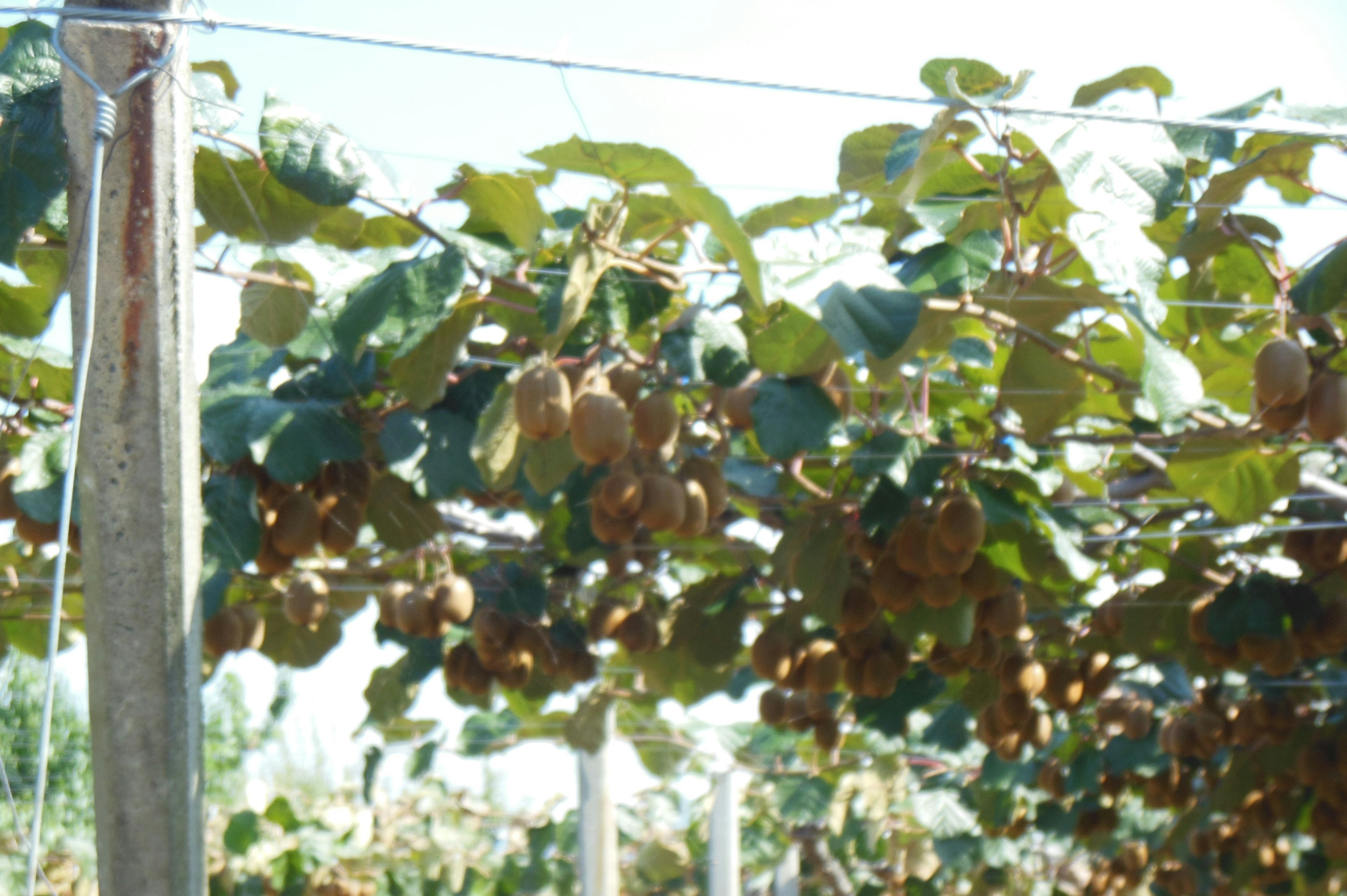 Vue d'un verger de kiwis avec des fruits suspendus et des feuilles vertes